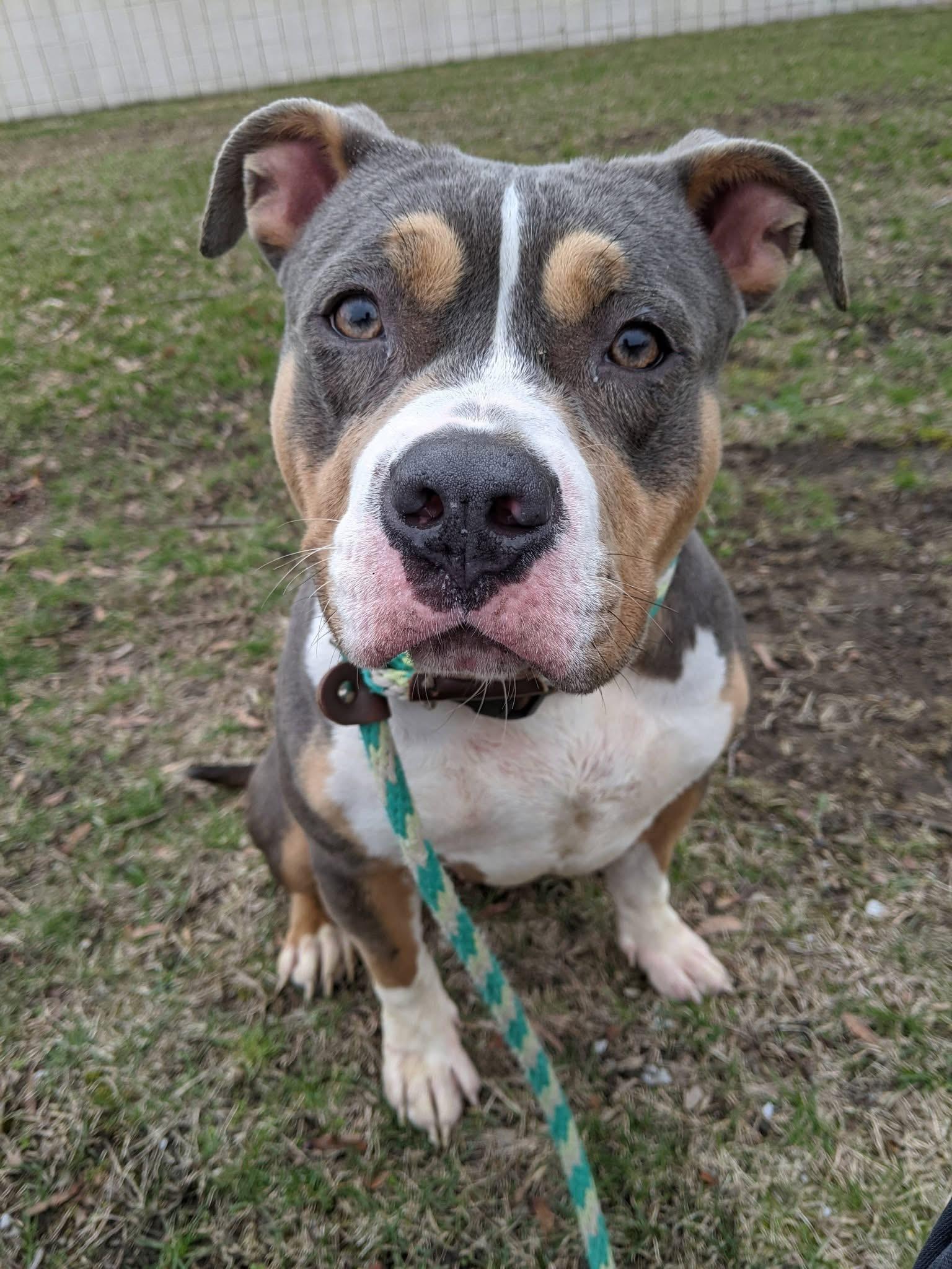 Enlarge Tofu, a Adoptable mixed breed in Buffalo, NY image 6/6