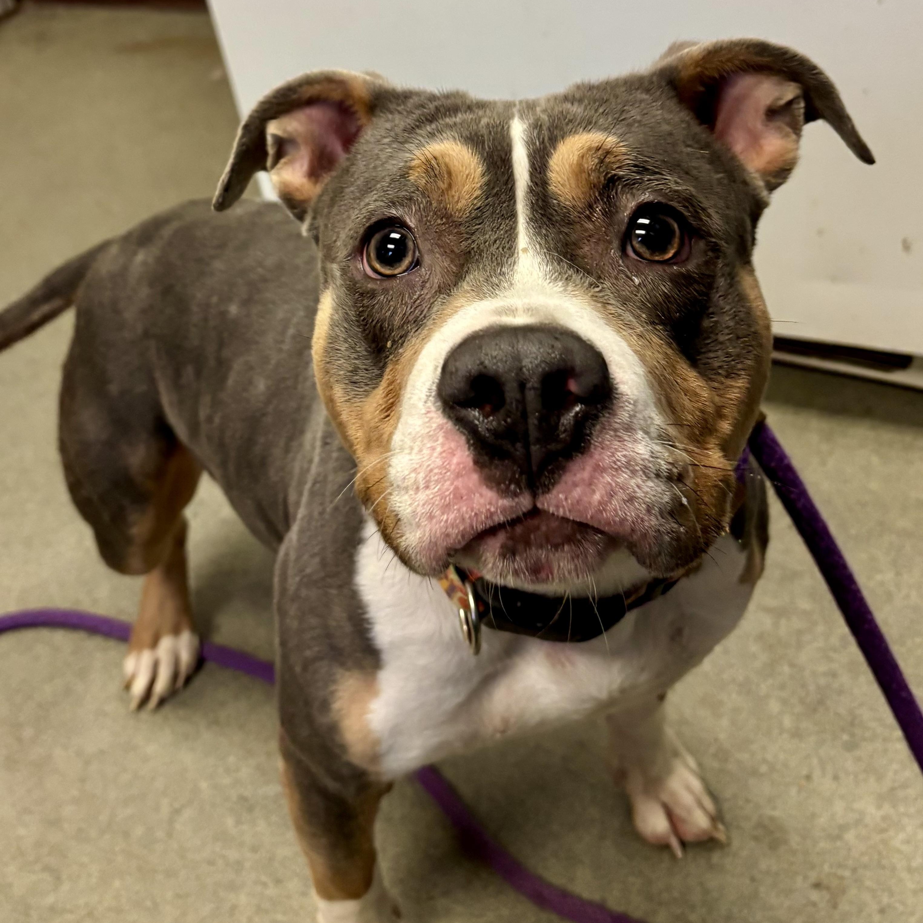 Enlarge Tofu, a Adoptable mixed breed in Buffalo, NY image 2/6