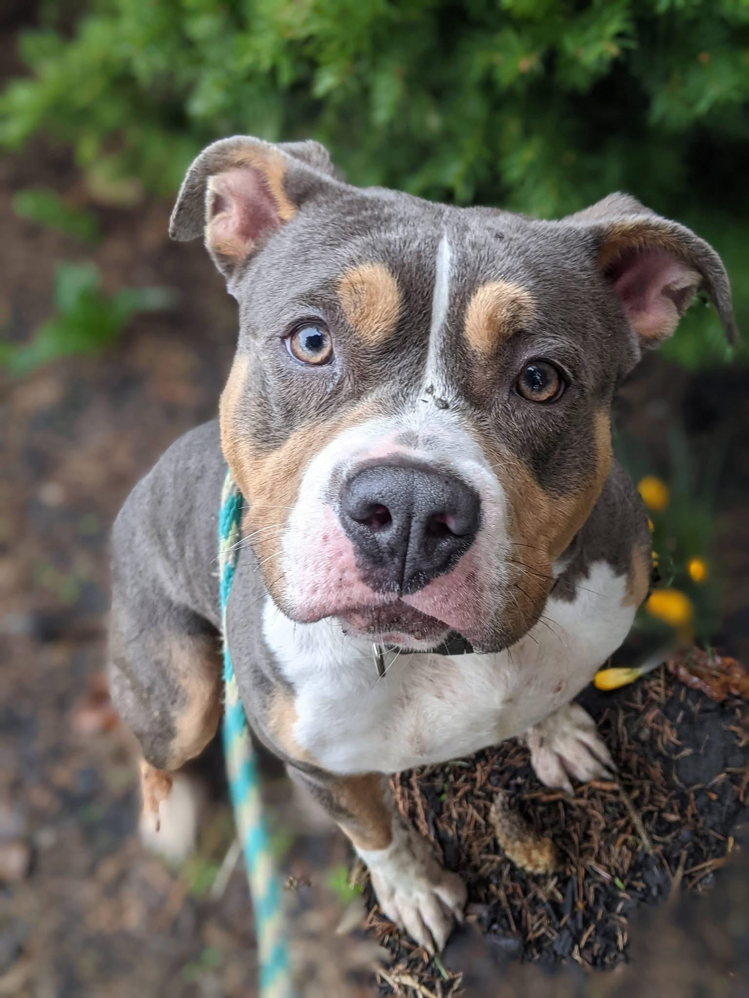 Enlarge Tofu, a Adoptable mixed breed in Buffalo, NY image 1/6