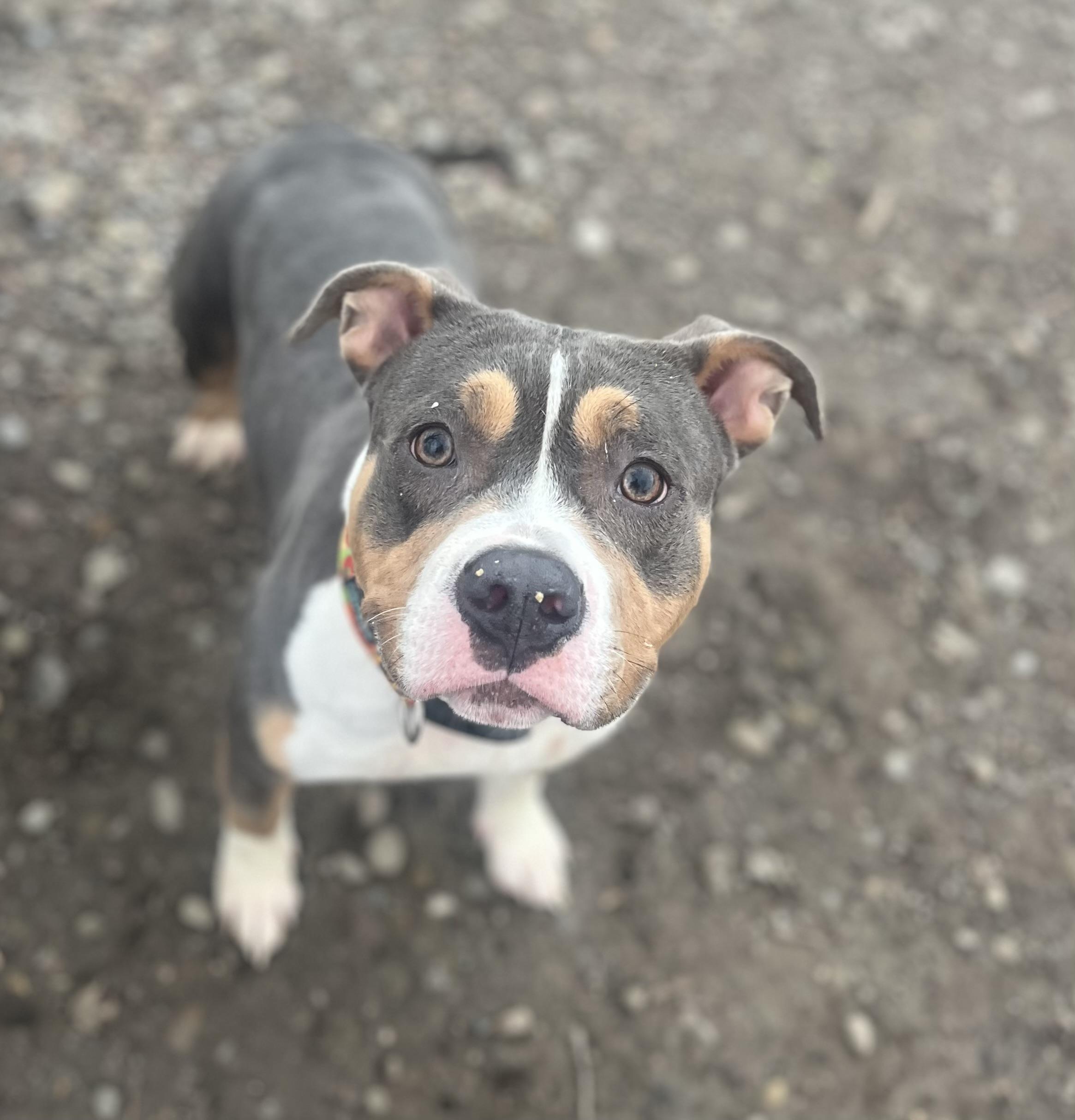 Enlarge Tofu, a Adoptable mixed breed in Buffalo, NY image 5/6
