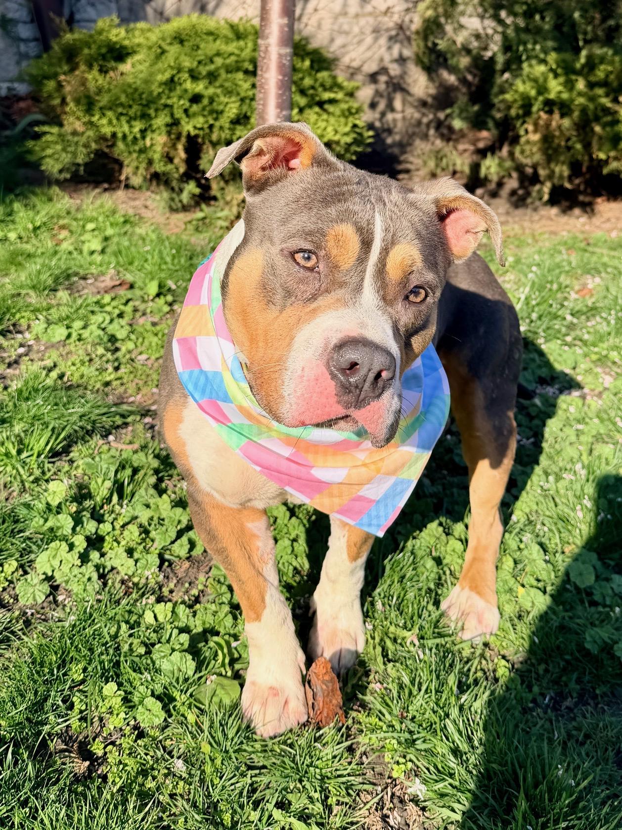 Enlarge Tofu, a Adoptable mixed breed in Buffalo, NY image 6/6