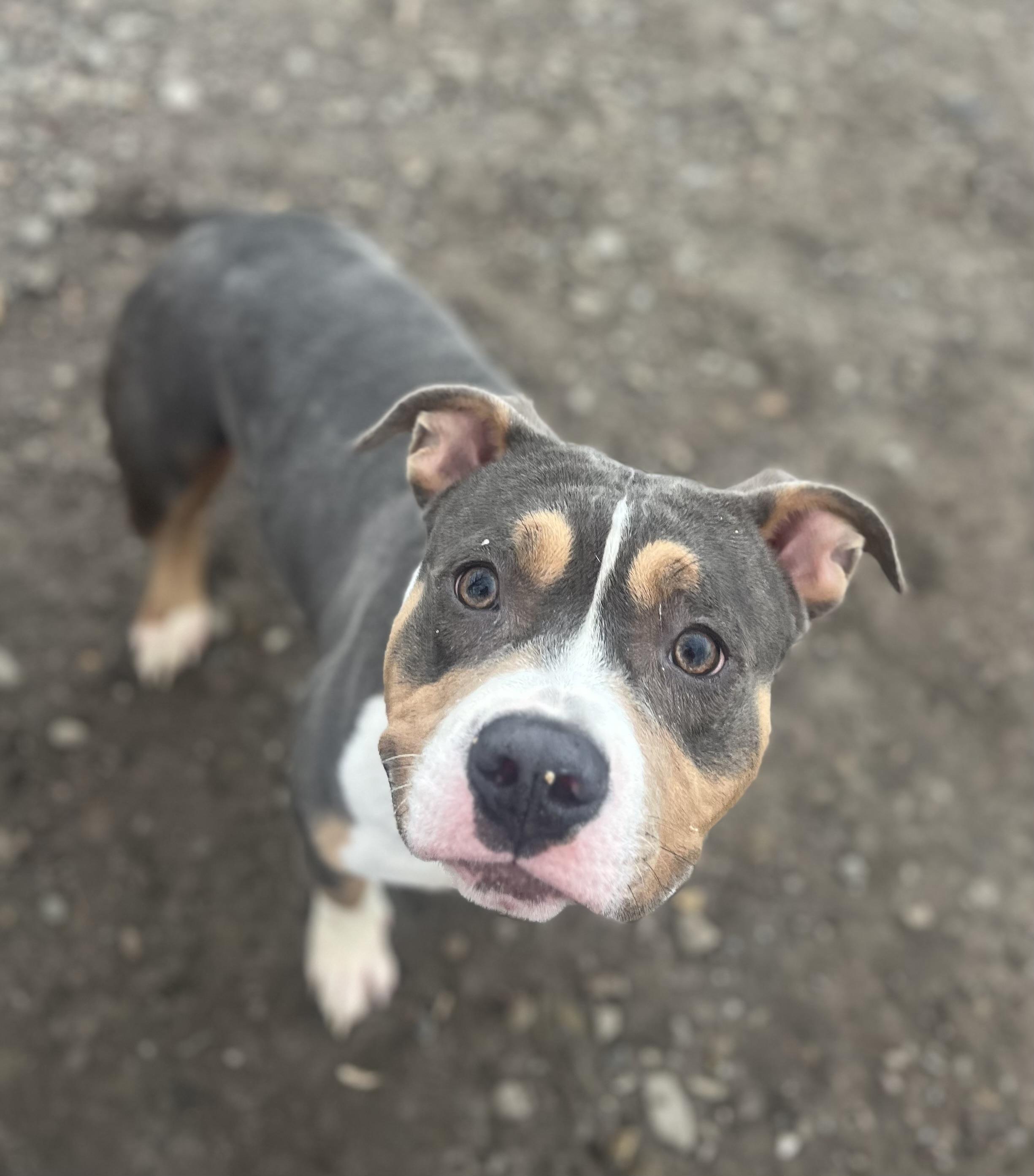 Enlarge Tofu, a Adoptable mixed breed in Buffalo, NY image 4/6