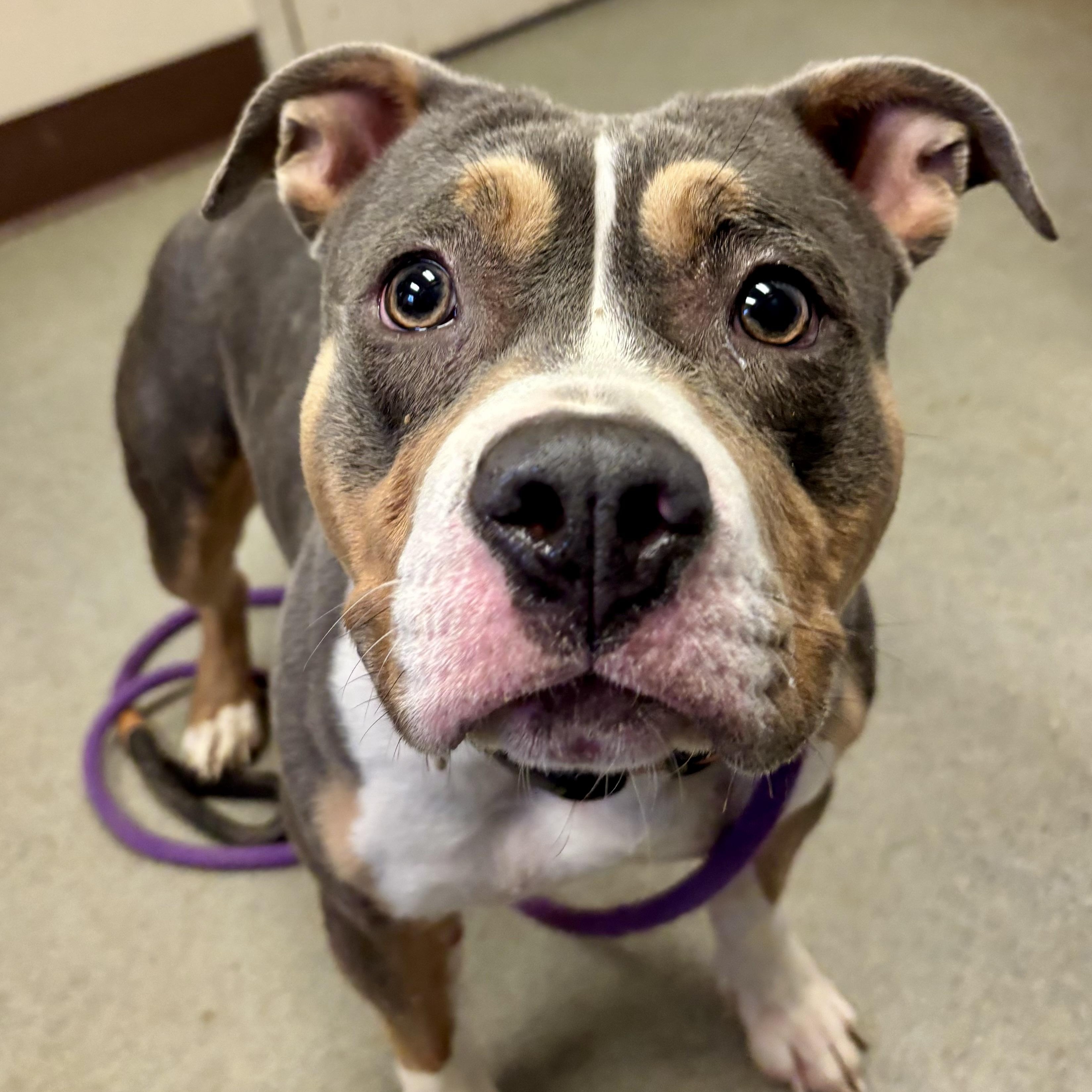 Enlarge Tofu, a Adoptable mixed breed in Buffalo, NY image 3/6