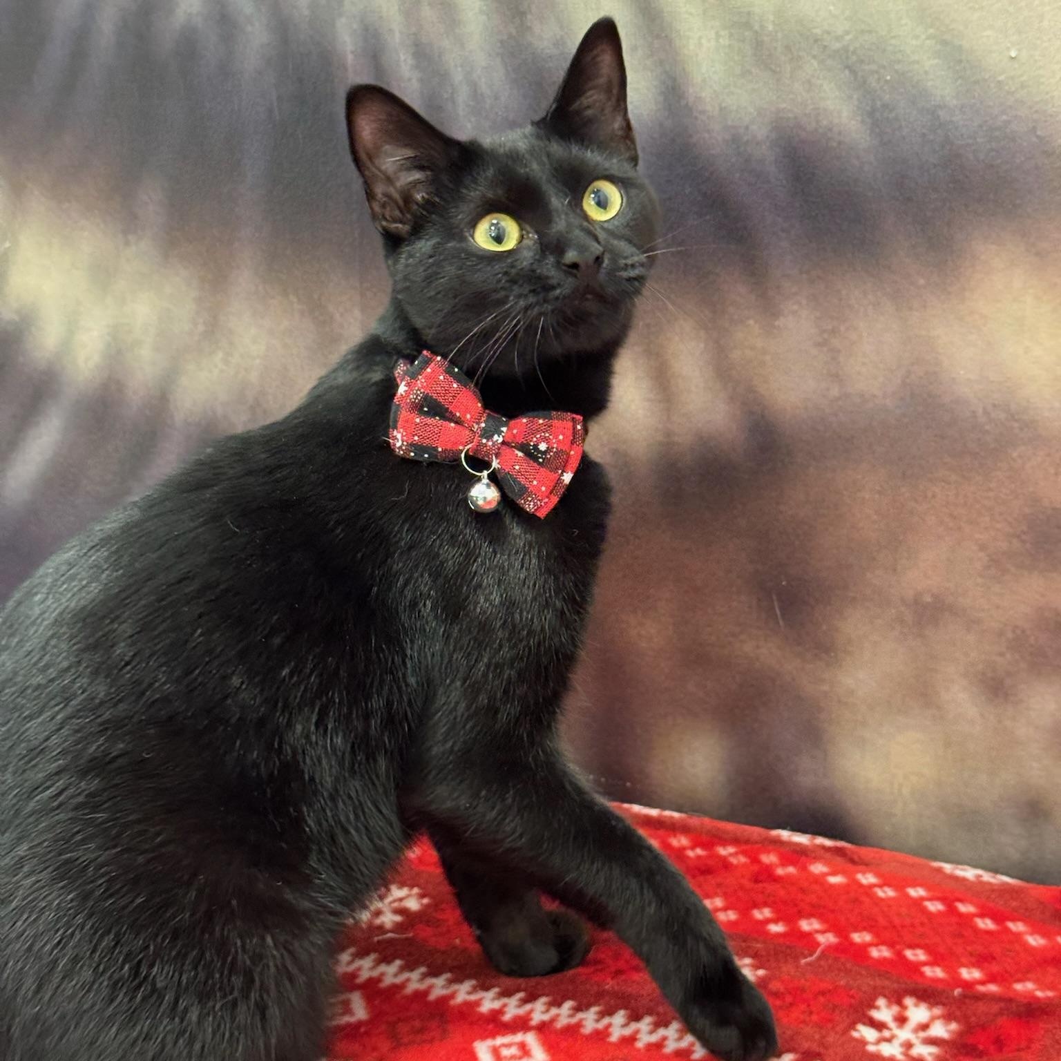 Keowee, ADOPTABLE, Young Female Domestic Short Hair.