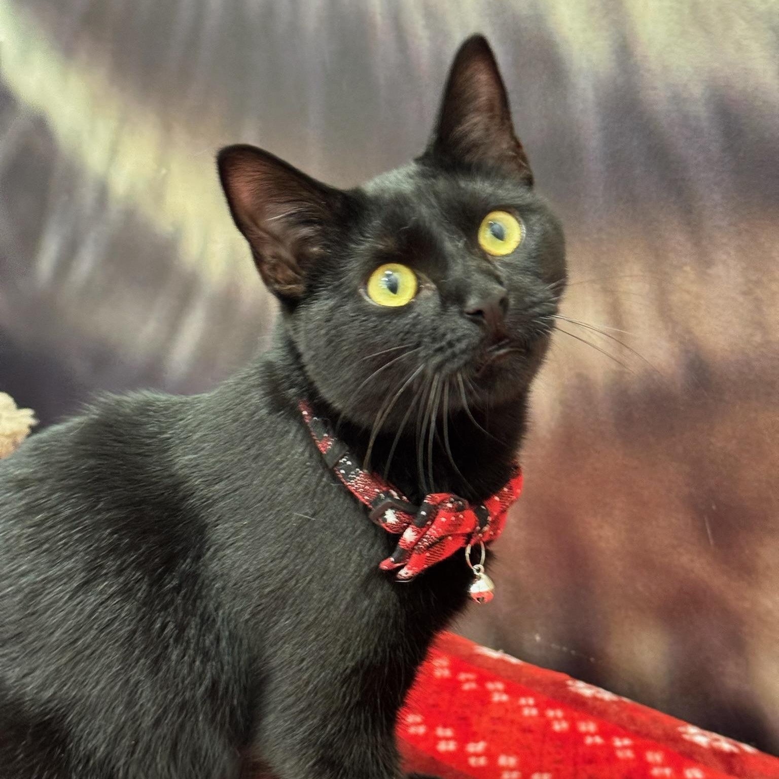 Enlarge Keowee, a ADOPTABLE Domestic Short Hair in Oldsmar, FL image 2/2