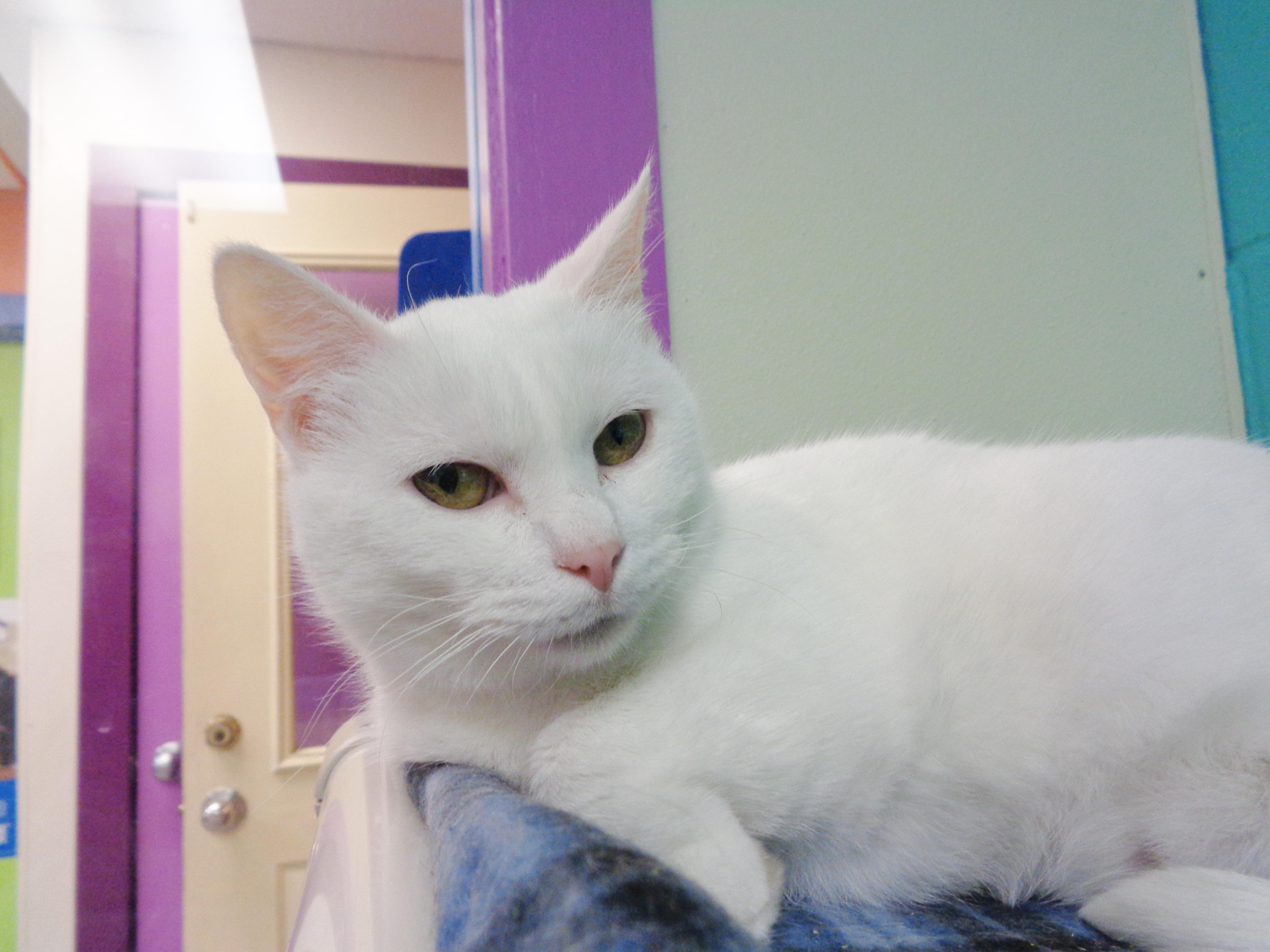 TAPIOCA, an adopted Domestic Short Hair in Delhi, NY image 4/5