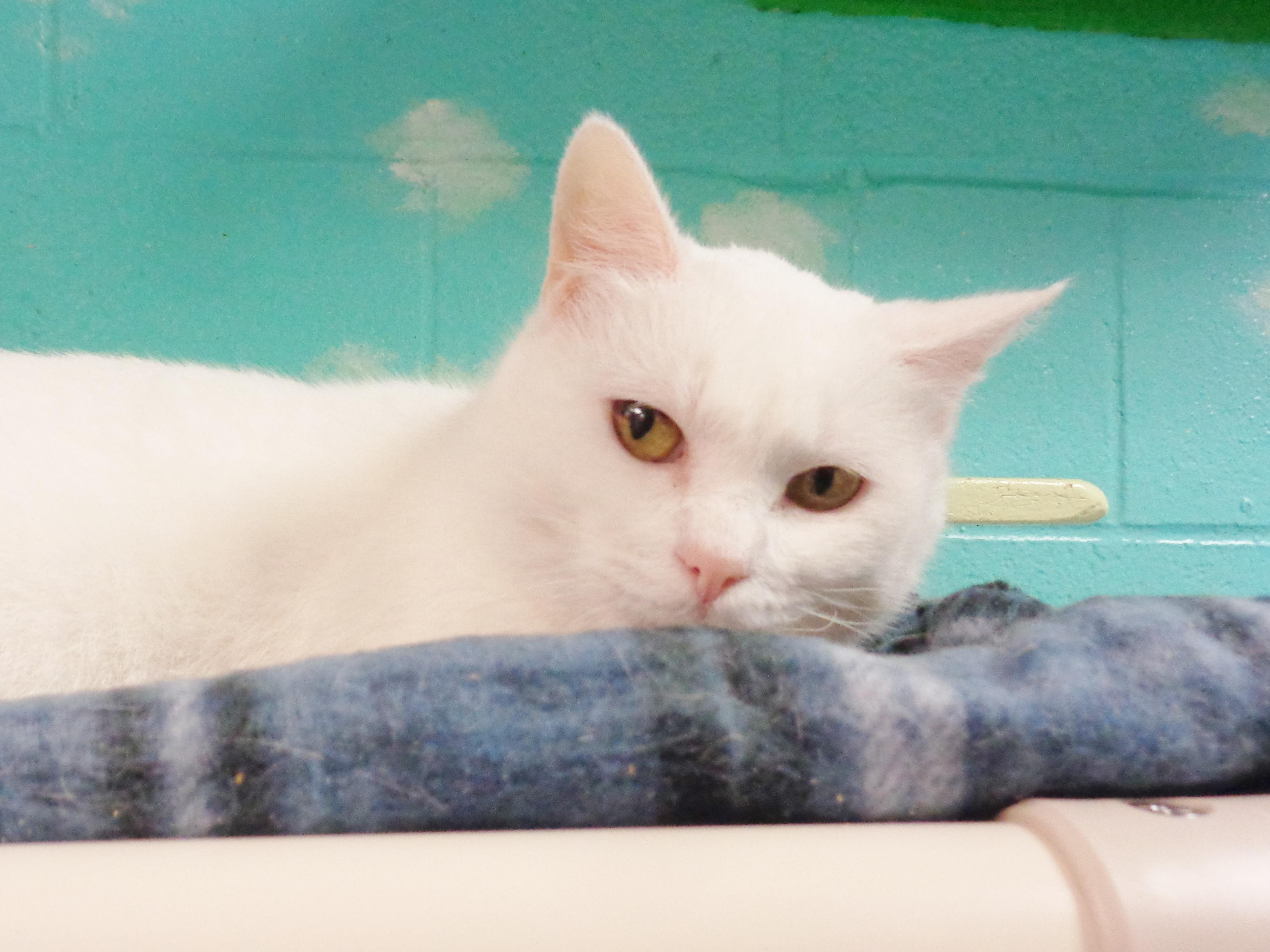 TAPIOCA, an adopted Domestic Short Hair in Delhi, NY image 2/5