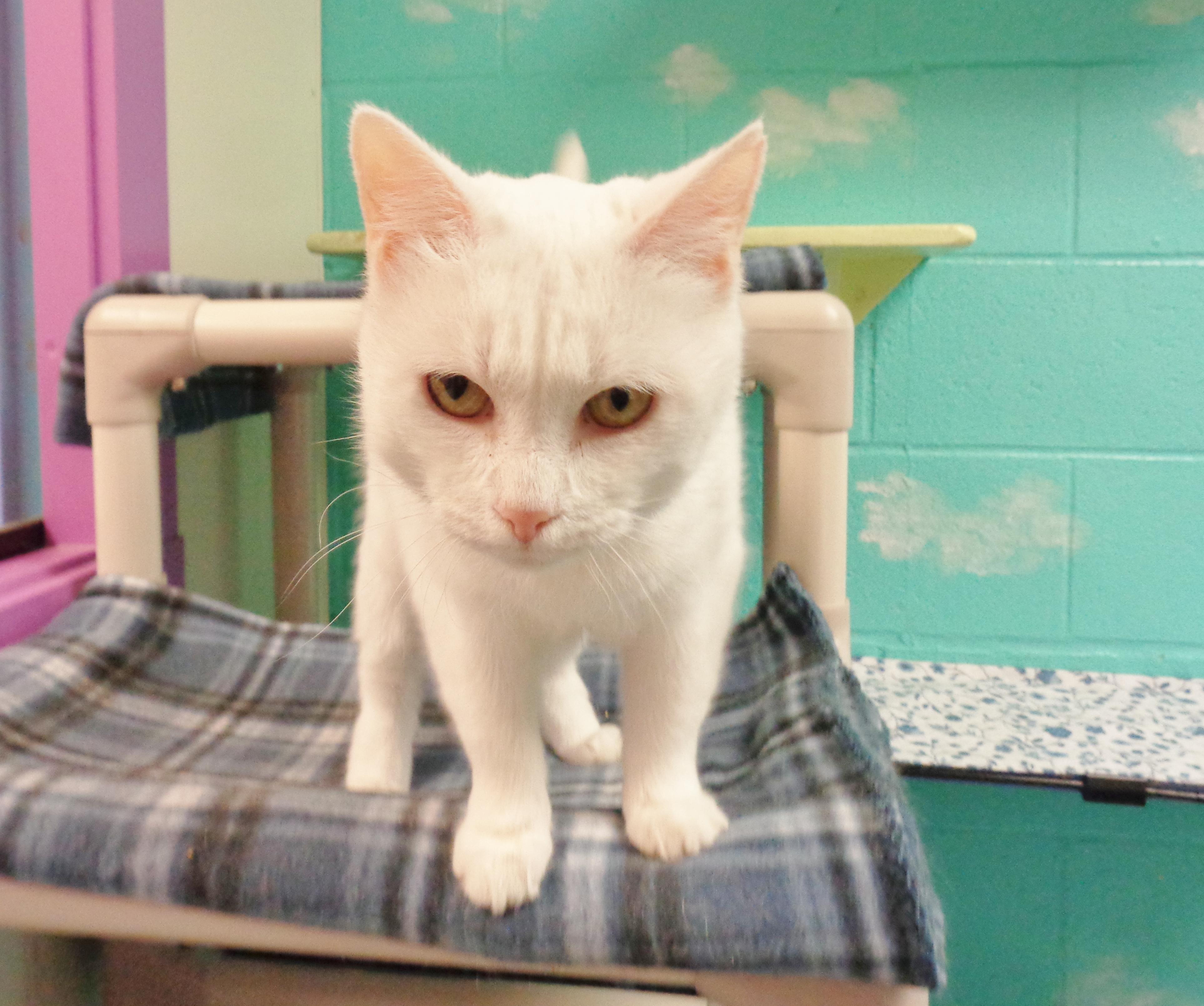 TAPIOCA, an adopted Domestic Short Hair in Delhi, NY image 5/5