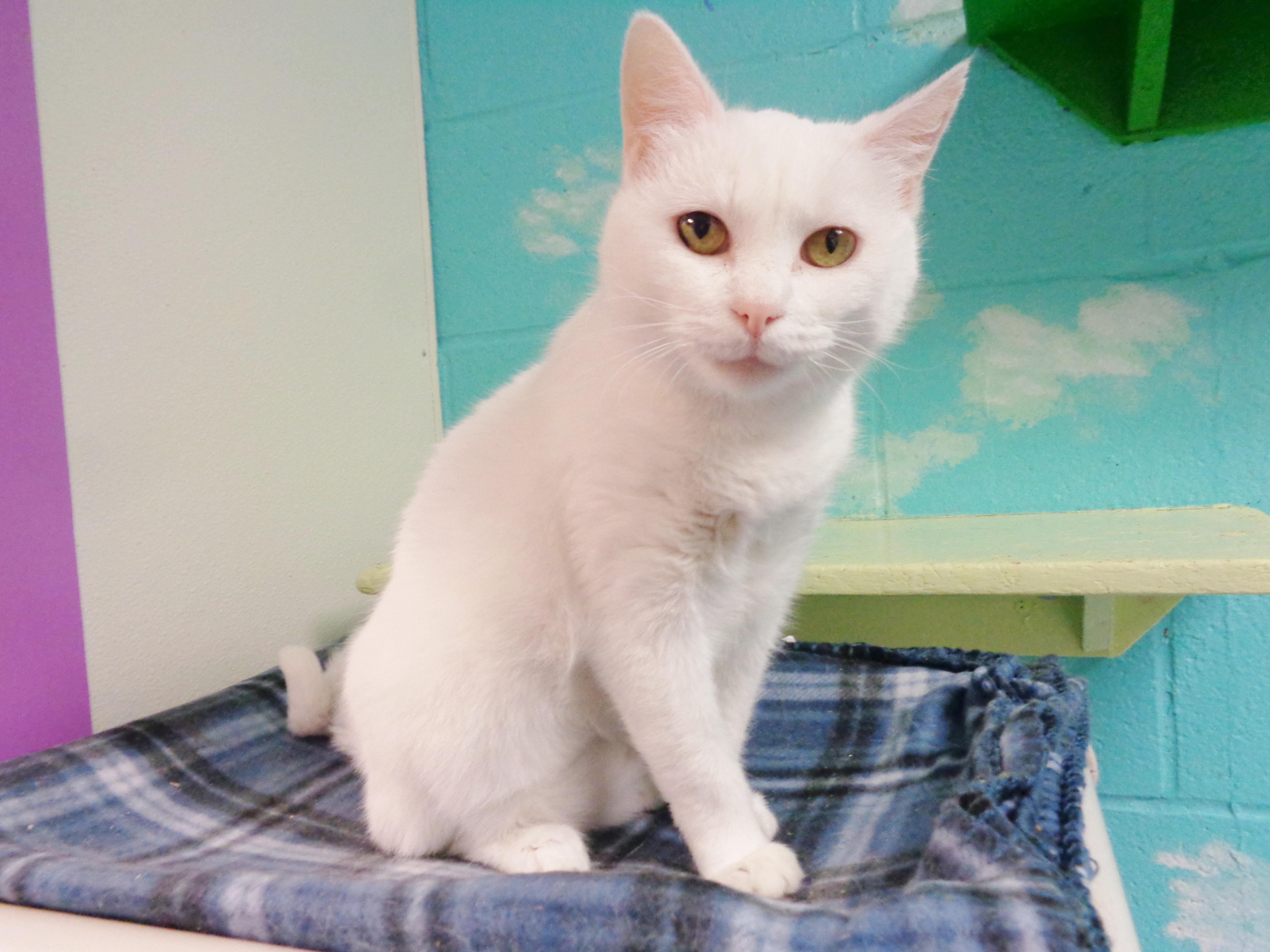 TAPIOCA, adopted, Adult Female Domestic Short Hair.