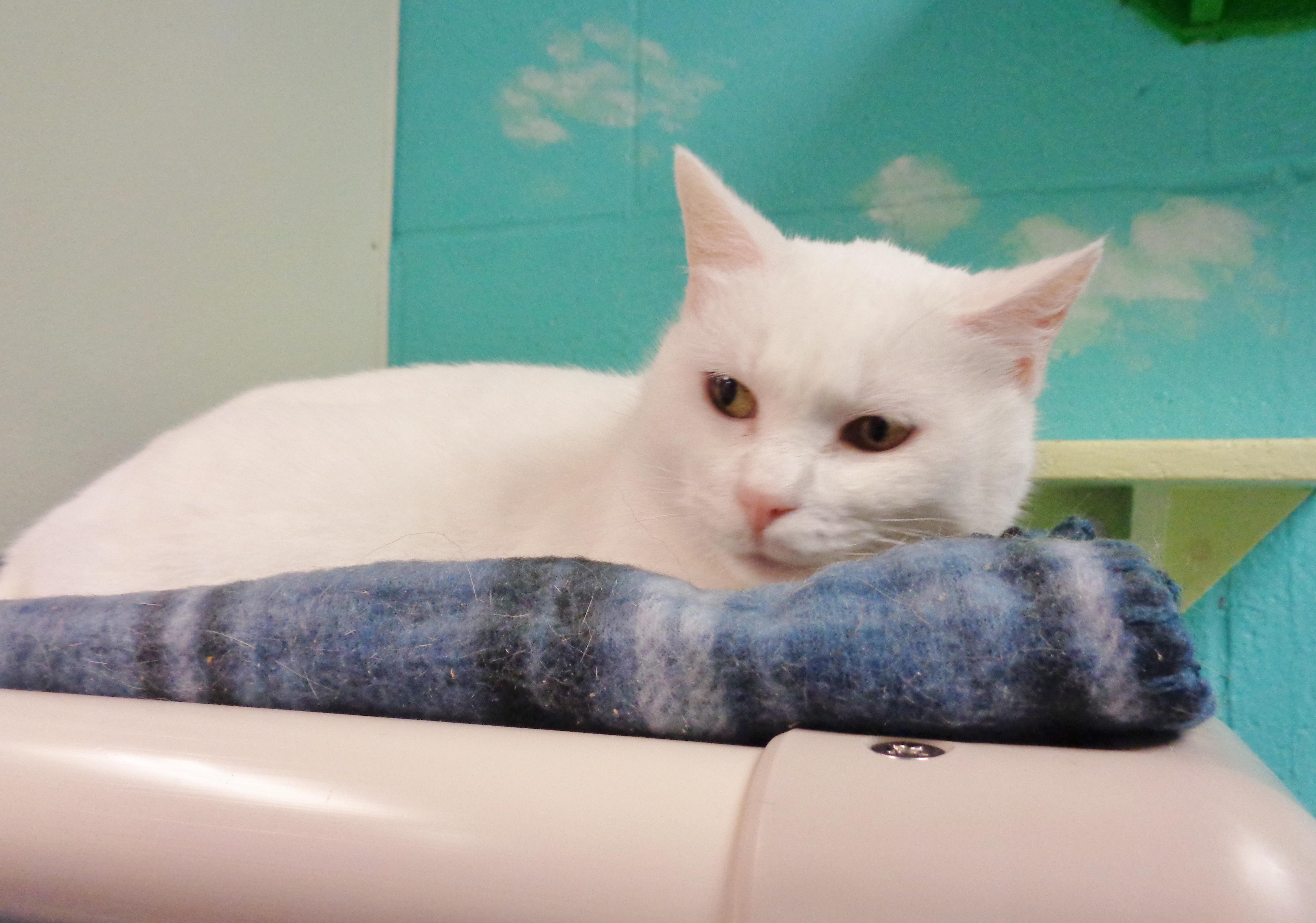 TAPIOCA, an adopted Domestic Short Hair in Delhi, NY image 3/5