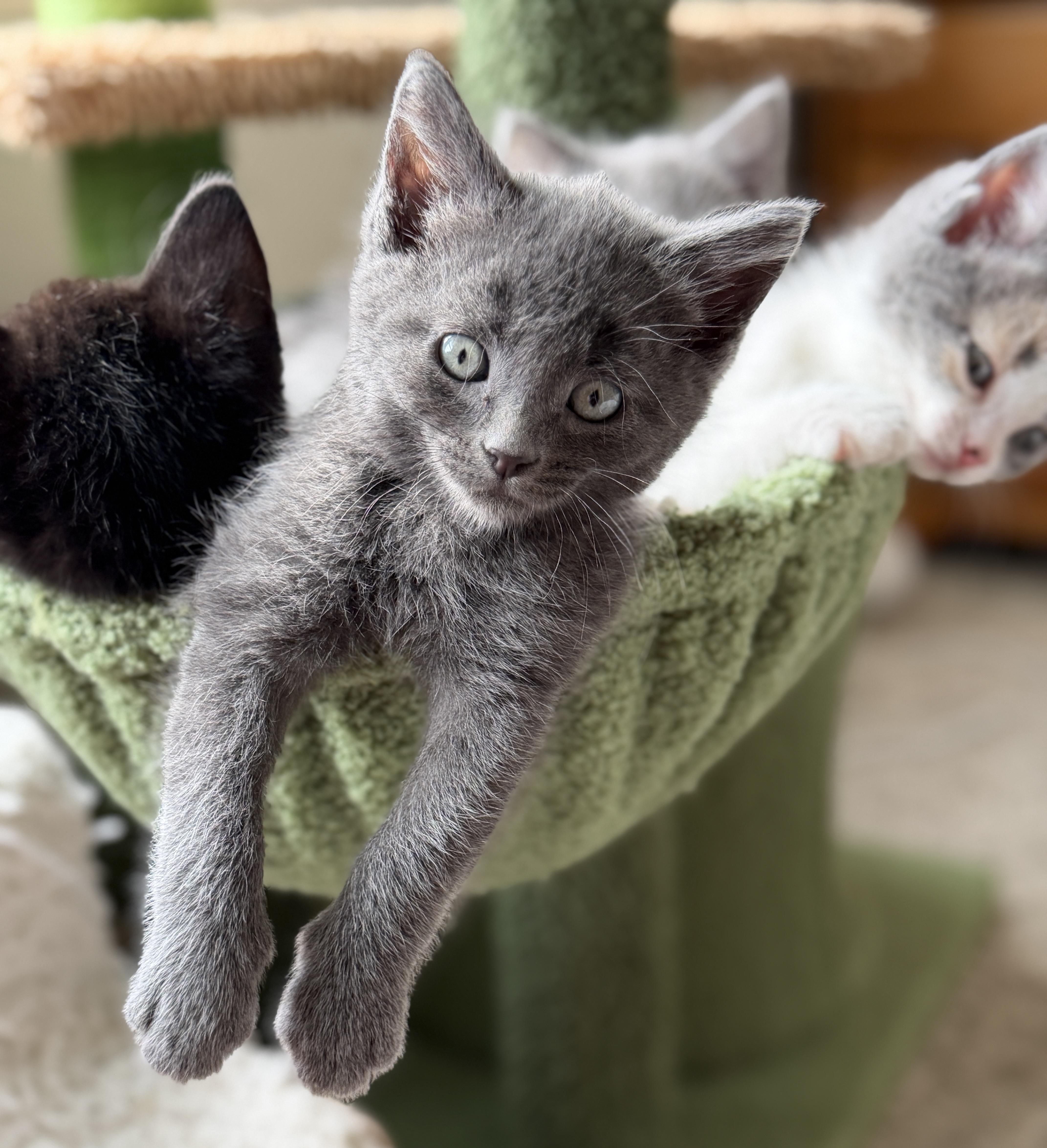 Jasper, an adopted Domestic Short Hair in Indianapolis, IN image 4/6