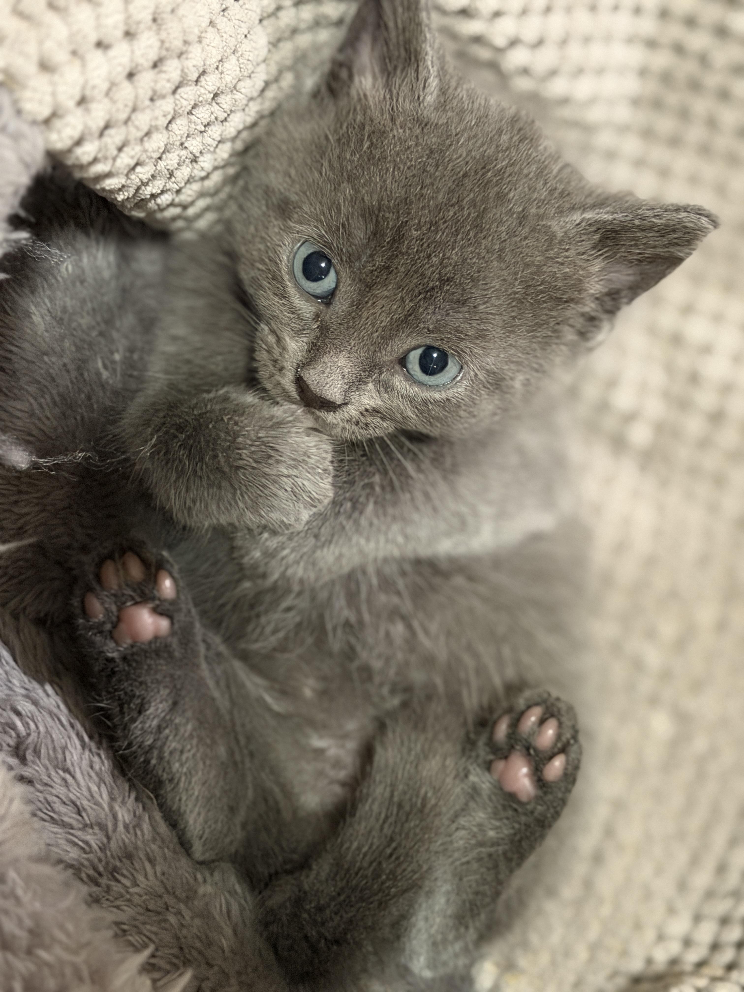Jasper, an adopted Domestic Short Hair in Indianapolis, IN image 3/6