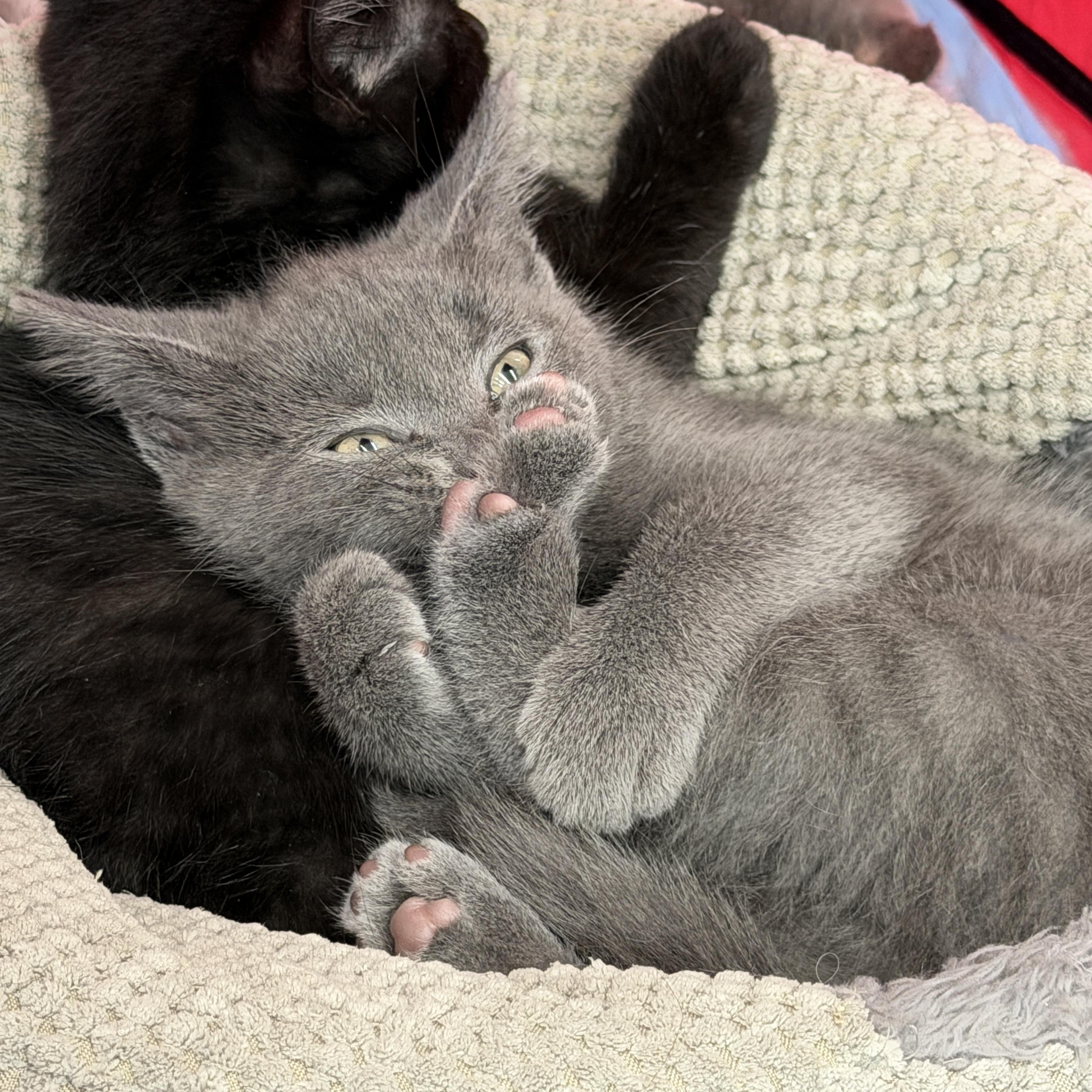 Jasper, an adopted Domestic Short Hair in Indianapolis, IN image 6/6