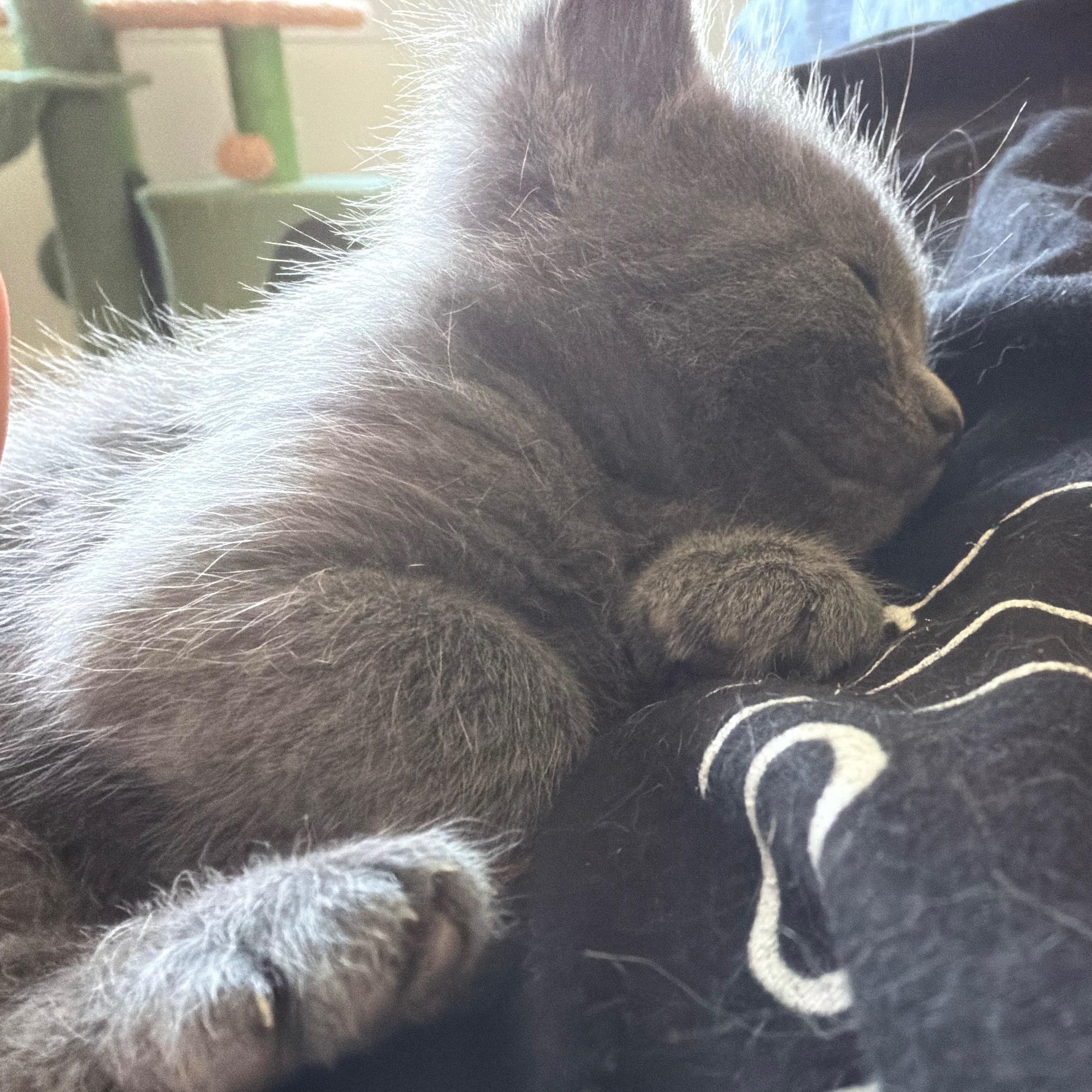 Jasper, an adopted Domestic Short Hair in Indianapolis, IN image 5/6
