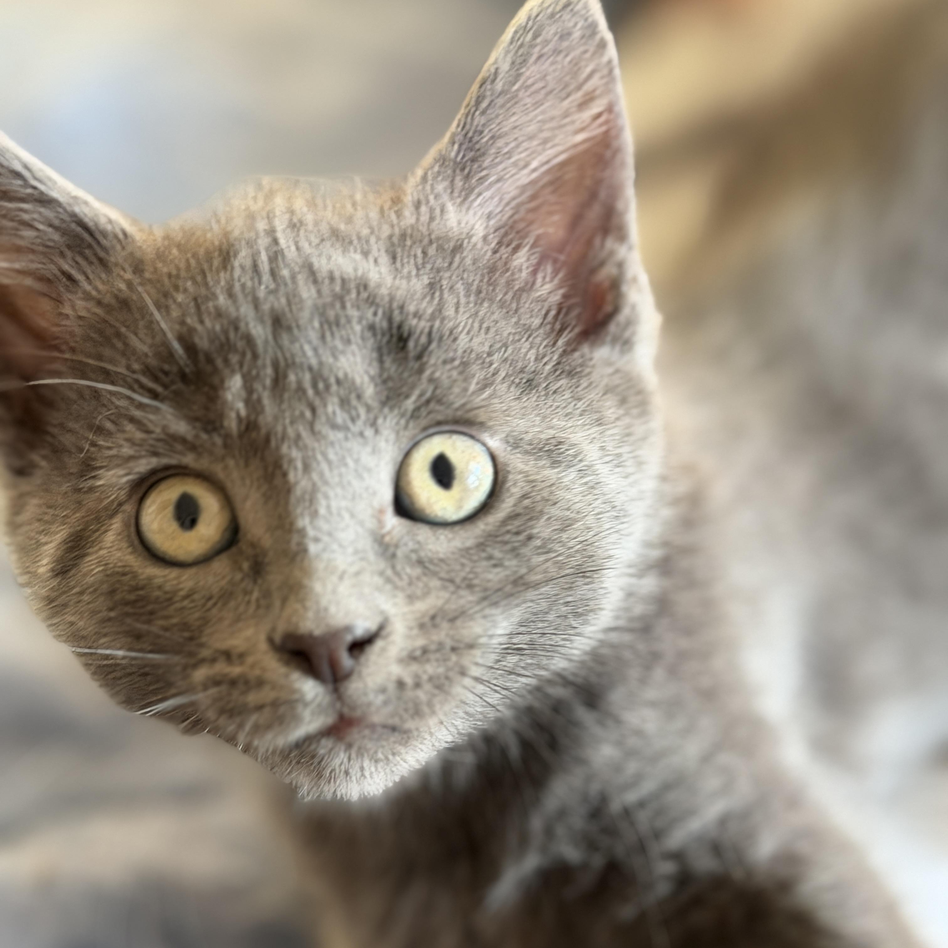 Jasper, adopted, Kitten Male Domestic Short Hair.
