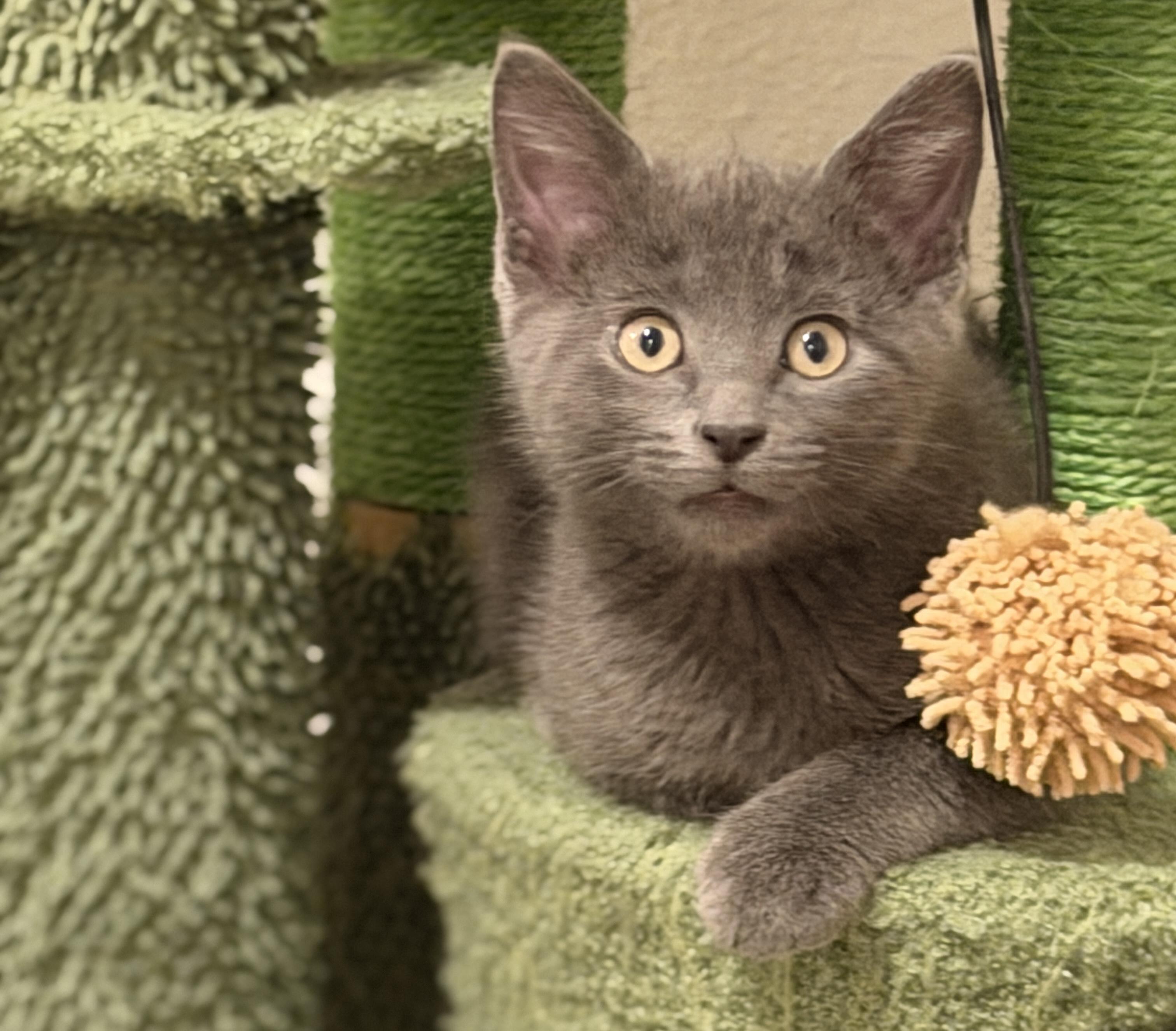 Jasper, an adopted Domestic Short Hair in Indianapolis, IN image 2/6