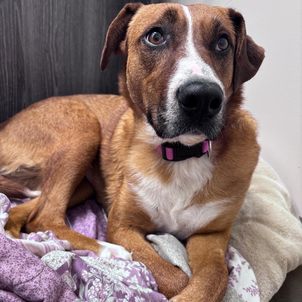 Mollee, Adoptable, Adult Female Shepherd.