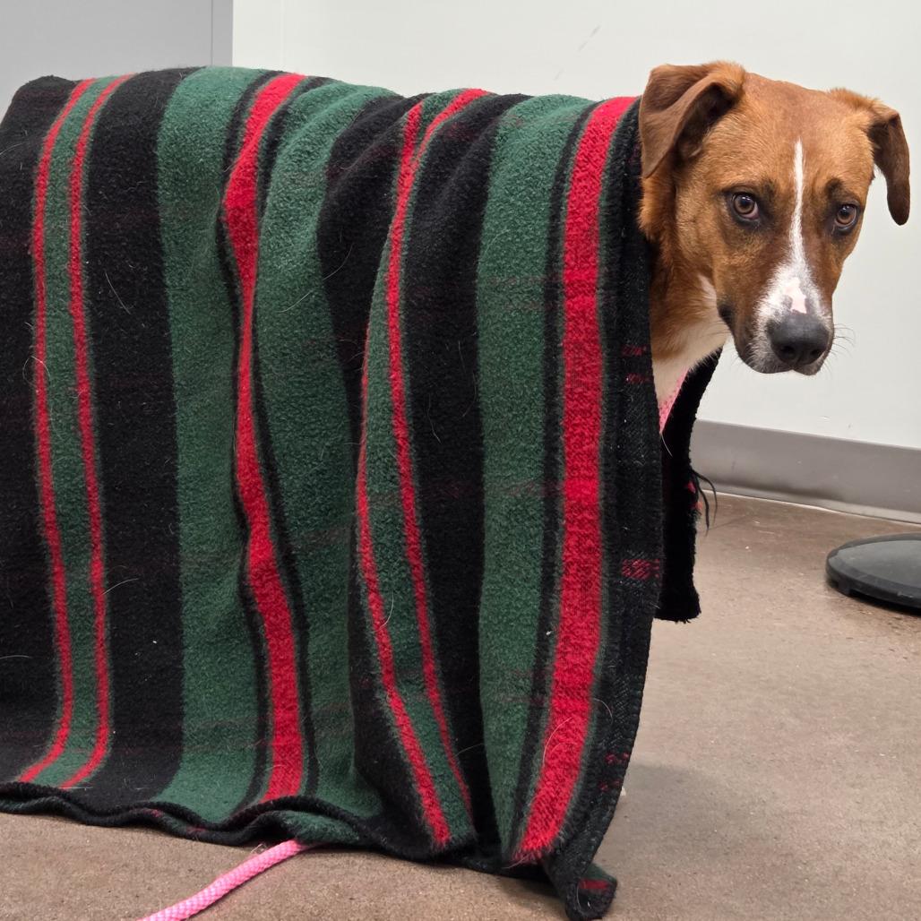 Mollee, a Adoptable Shepherd in Chattanooga, TN image 1/6