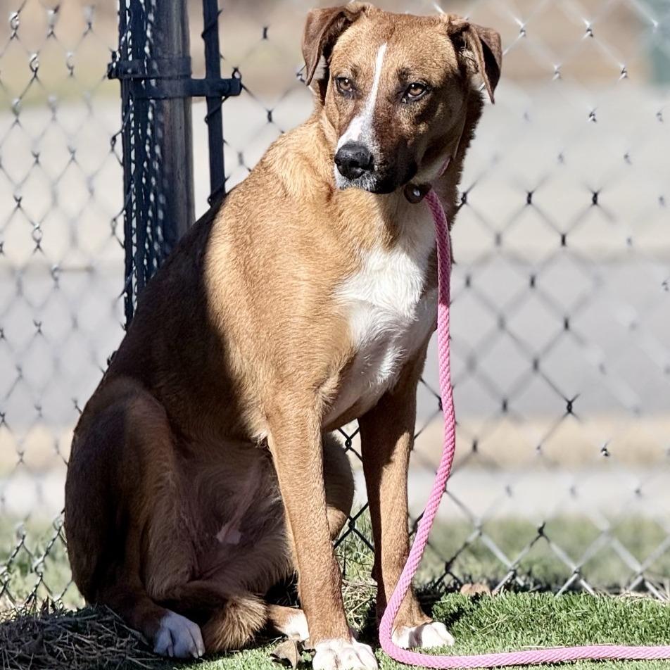 Mollee, a Adoptable Shepherd in Chattanooga, TN image 2/6