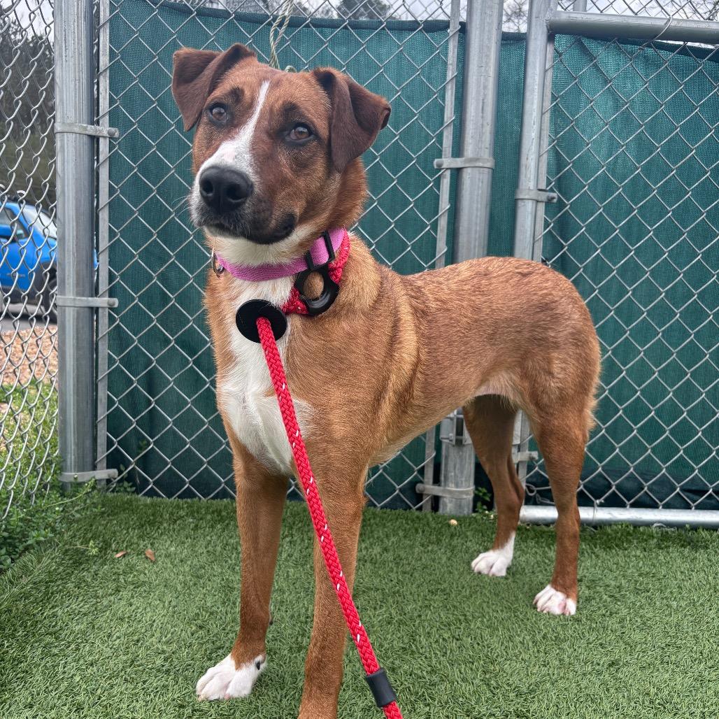 Mollee, a Adoptable Shepherd in Chattanooga, TN image 3/6