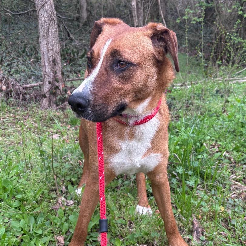 Mollee, a Adoptable Shepherd in Chattanooga, TN image 4/6