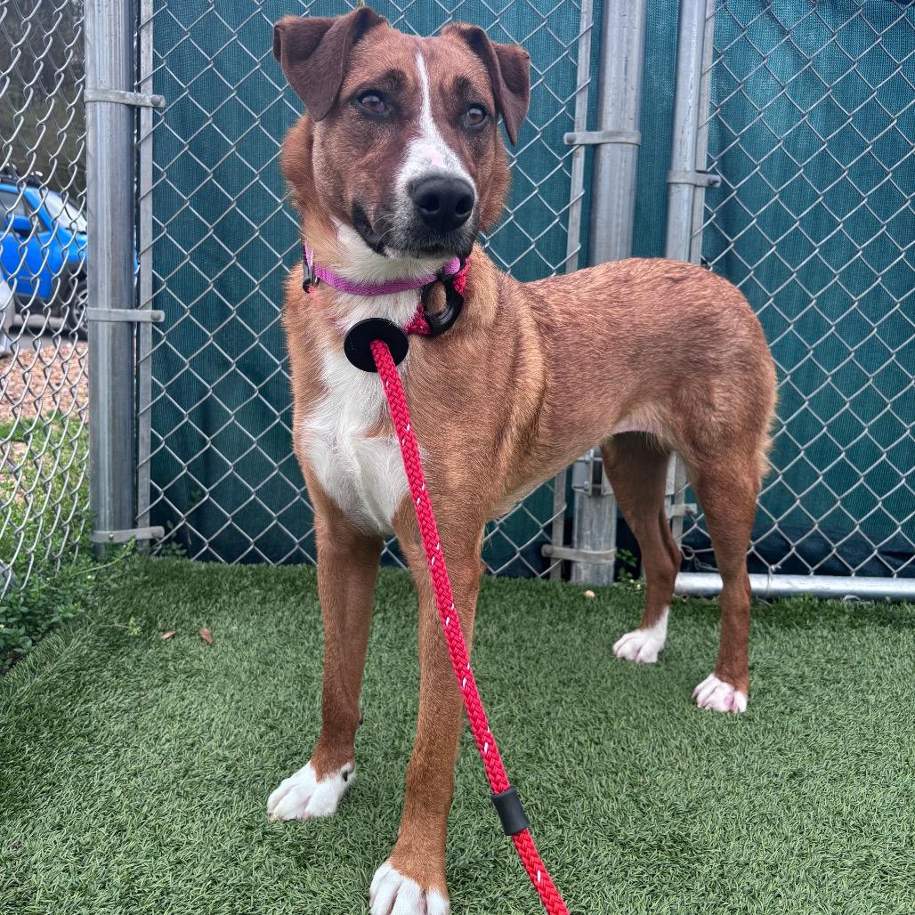 Mollee, a Adoptable Shepherd in Chattanooga, TN image 4/6