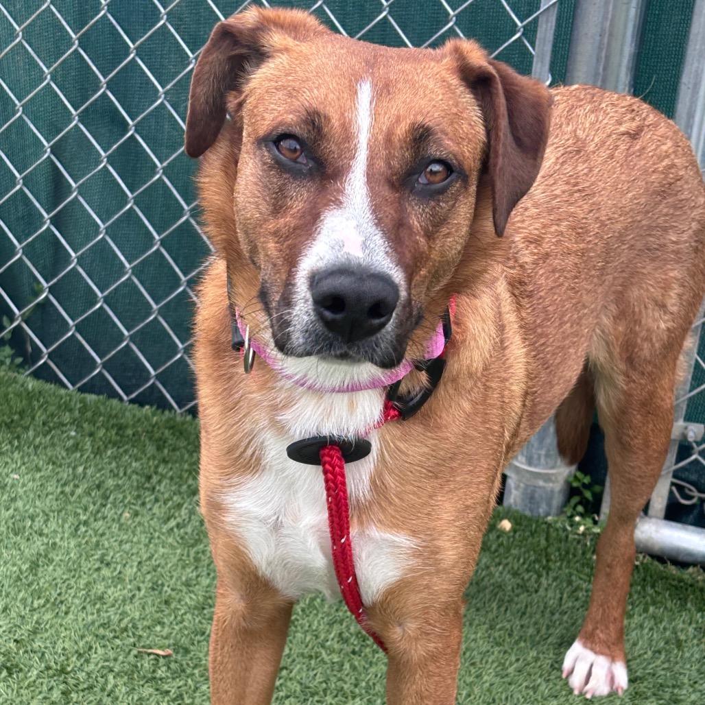 Mollee, a Adoptable Shepherd in Chattanooga, TN image 5/6