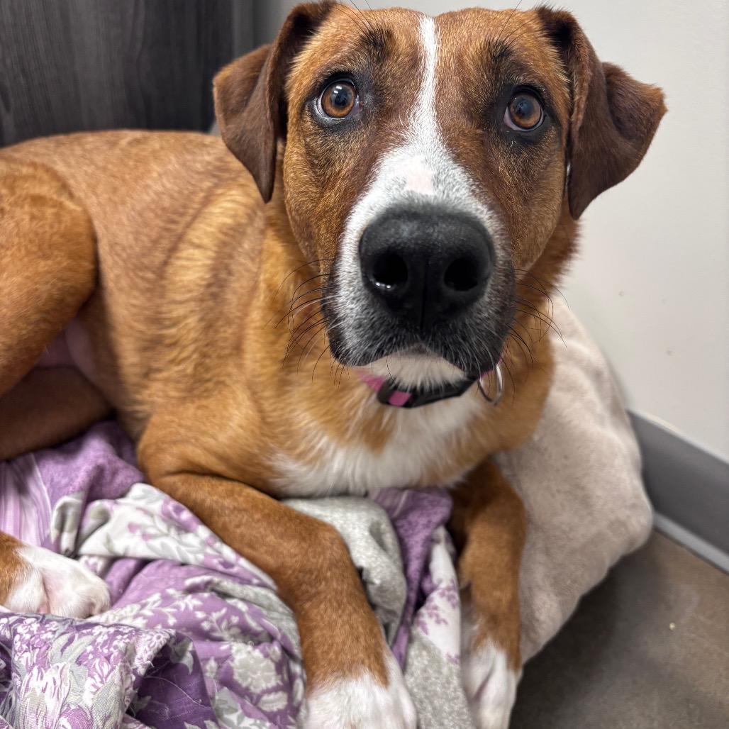 Mollee, a Adoptable Shepherd in Chattanooga, TN image 6/6