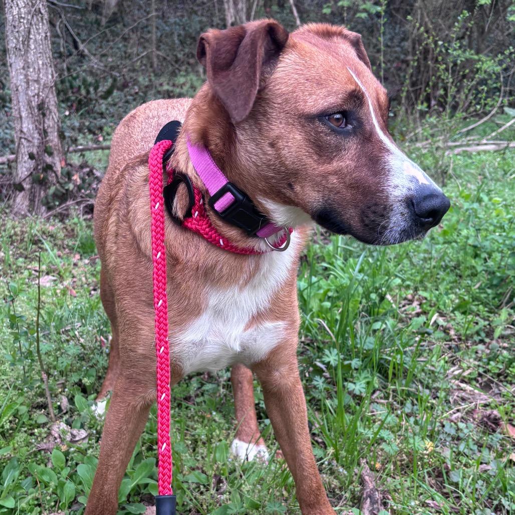 Mollee, a Adoptable Shepherd in Chattanooga, TN image 6/6