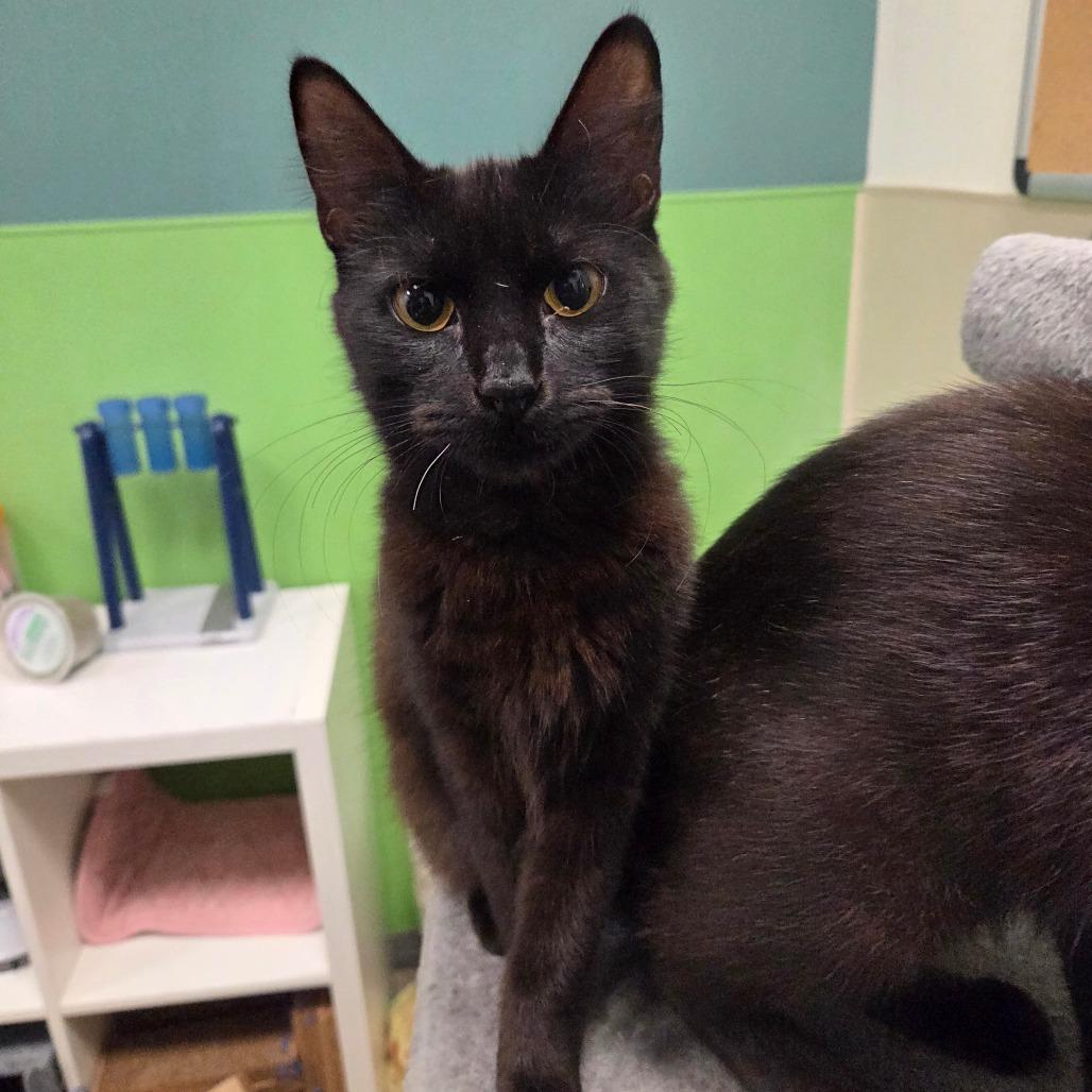 Alloy, Adoptable, Young Female Domestic Medium Hair.