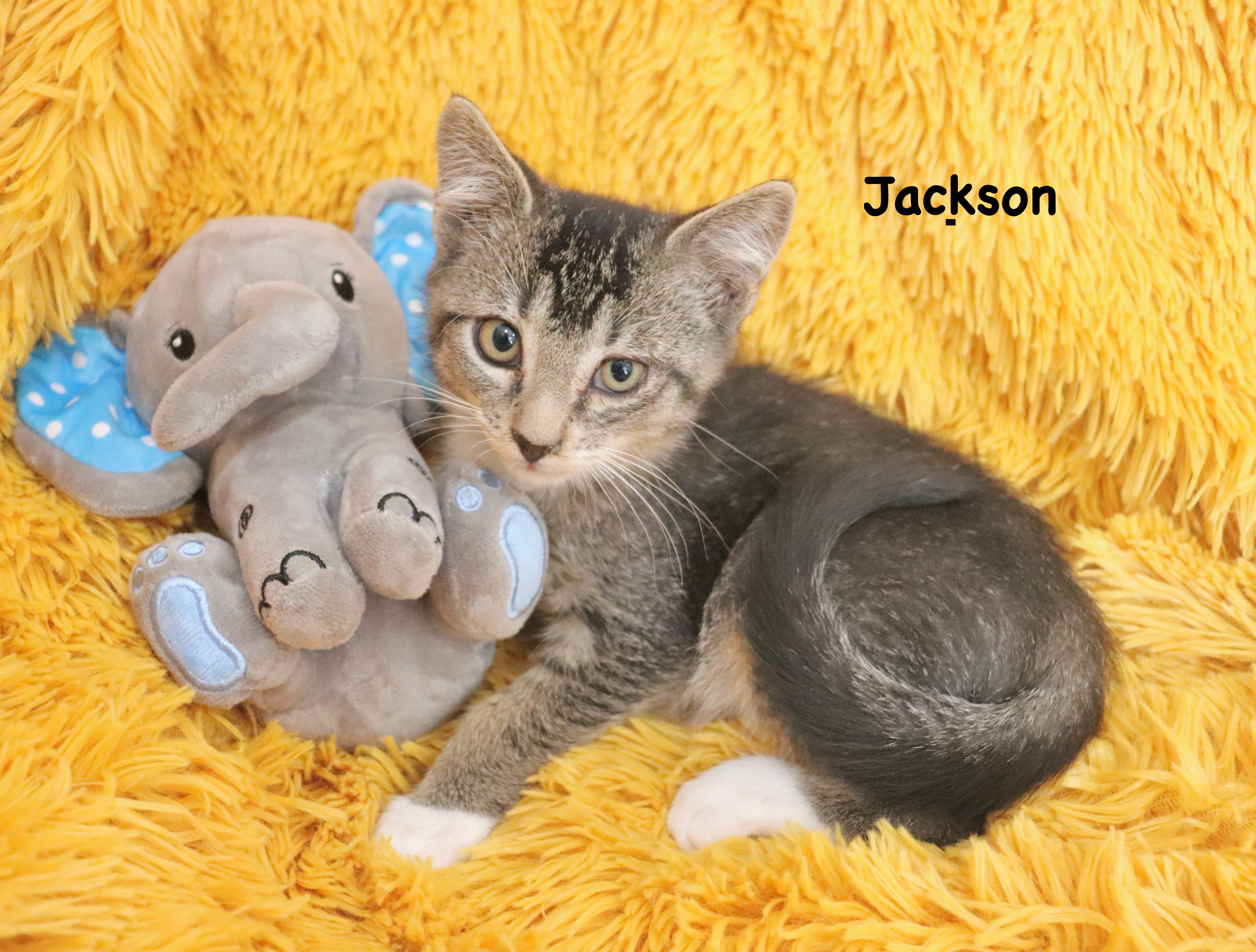 Jackson
