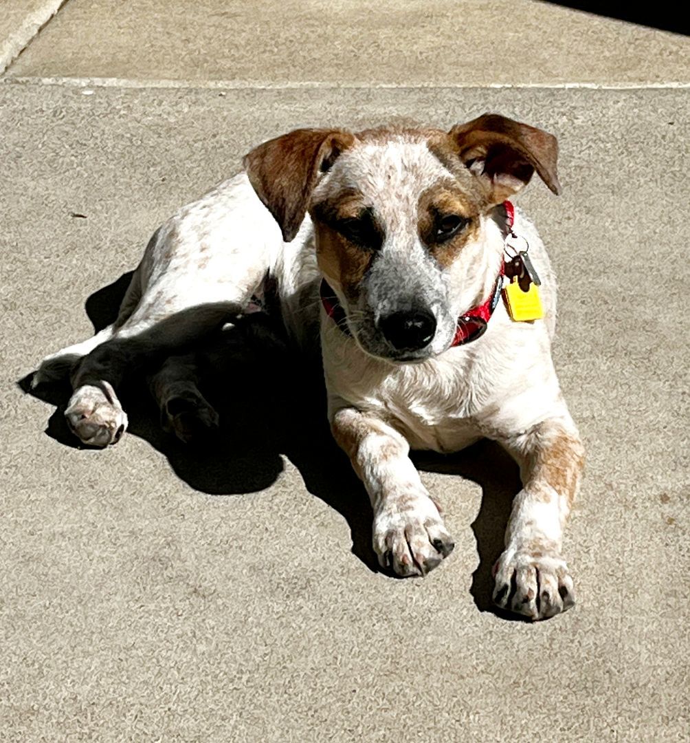 Enlarge Pokey!, a Adoptable mixed breed in Roseville, CA image 2/6