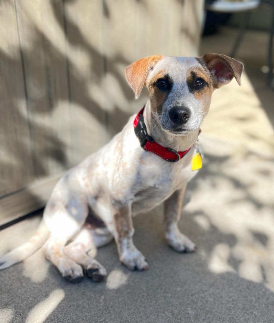 Enlarge Pokey!, a Adoptable mixed breed in Roseville, CA image 3/6