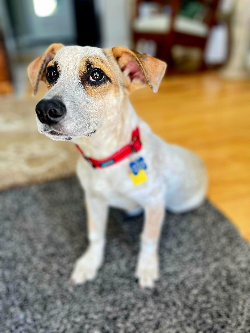 Enlarge Pokey!, a Adoptable mixed breed in Roseville, CA image 4/6