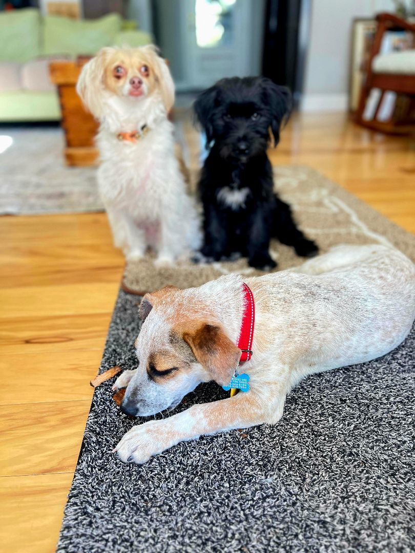 Enlarge Pokey!, a Adoptable mixed breed in Roseville, CA image 5/6