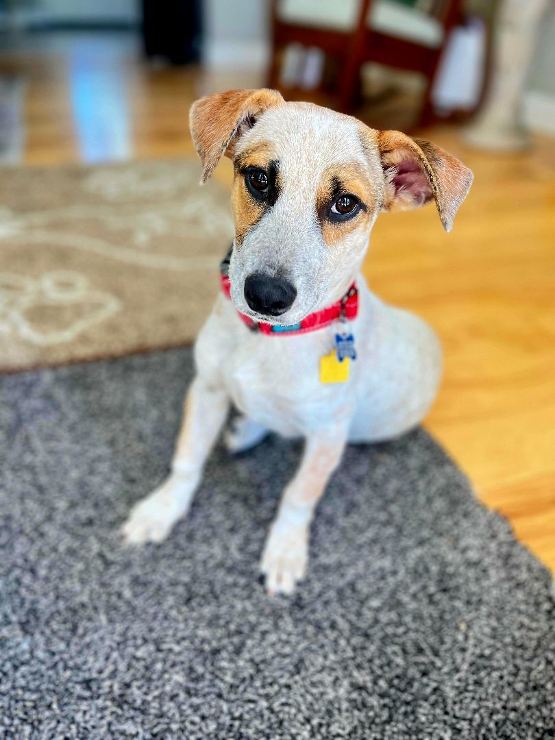 Enlarge Pokey!, a Adoptable mixed breed in Roseville, CA image 1/6