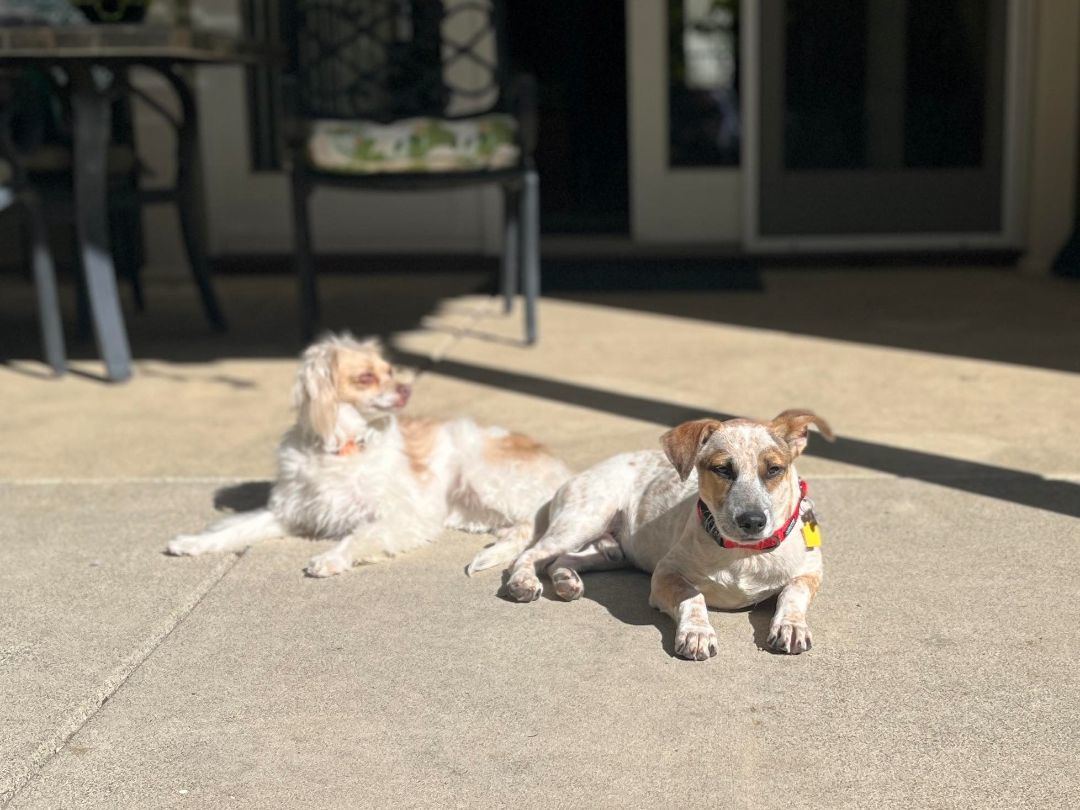 Enlarge Pokey!, a Adoptable mixed breed in Roseville, CA image 6/6