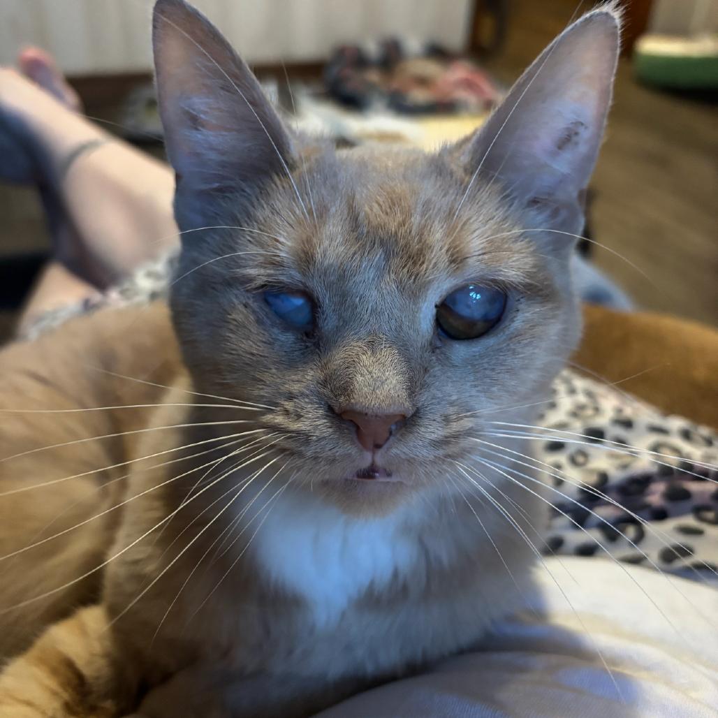 Enlarge Meme, a Adoptable Domestic Short Hair in Granby, MO image 1/2