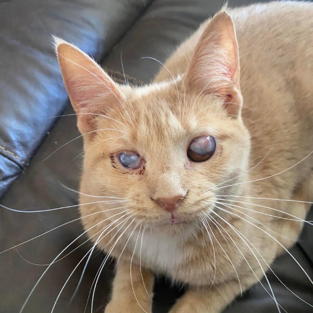 Enlarge Meme, a Adoptable Domestic Short Hair in Granby, MO image 2/2