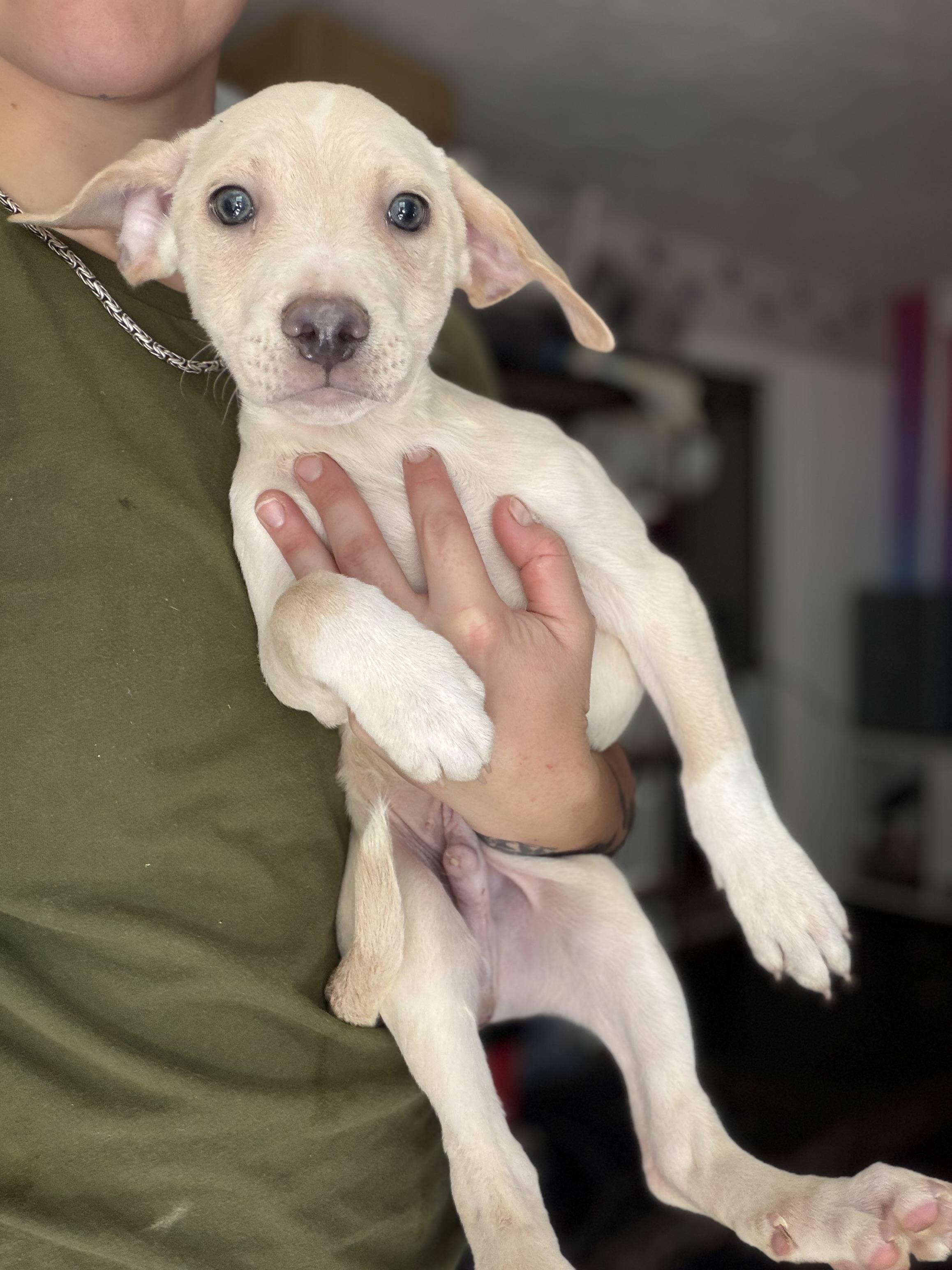 Enlarge Perry, a Adoptable mixed breed in Felton, PA image 1/1