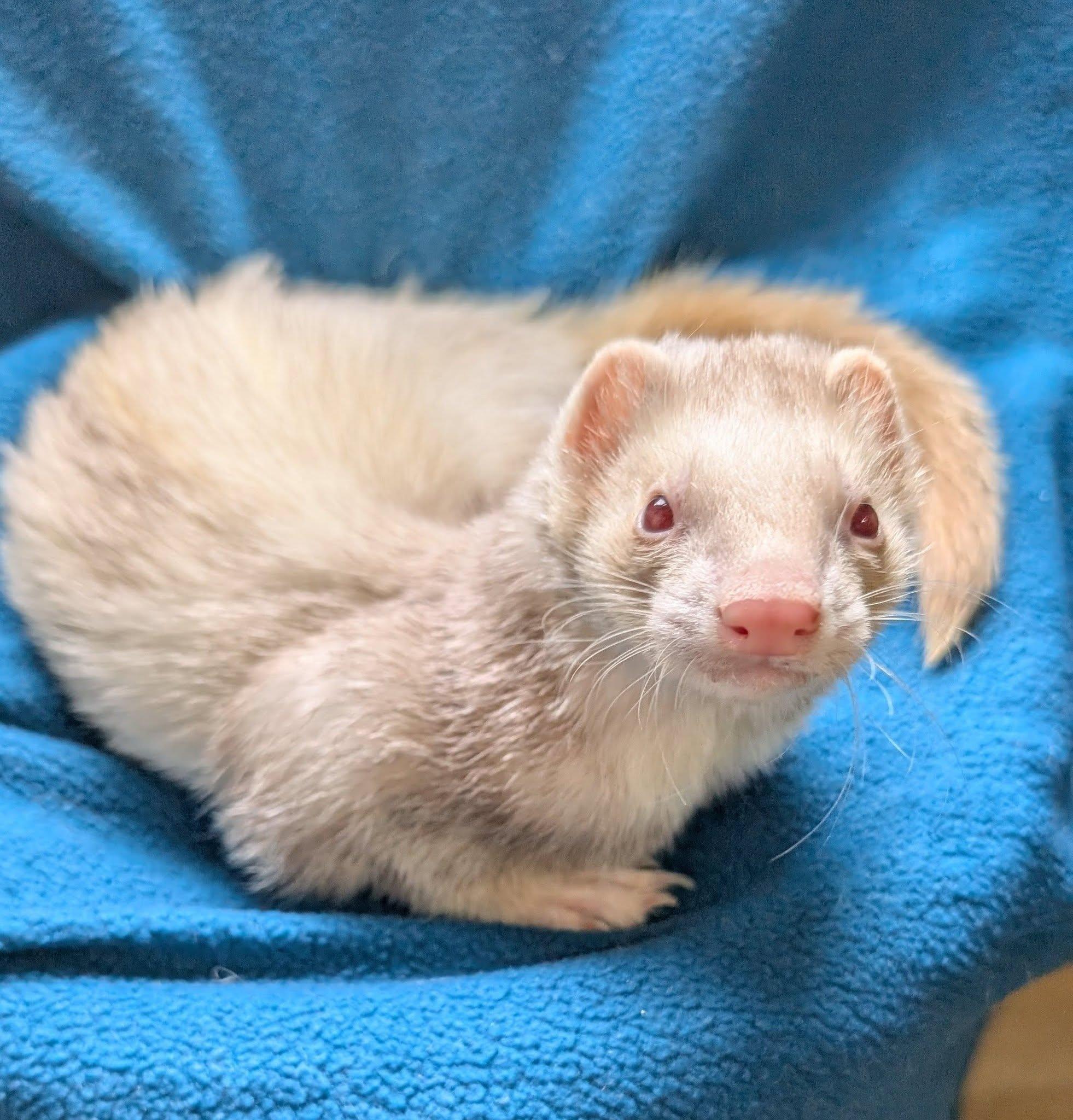 Enlarge Fez and Nami, a Adoptable Ferret in Cleveland, OH image 1/2