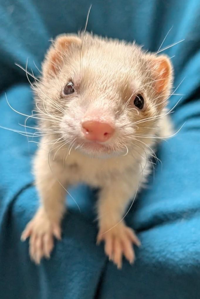 Enlarge Fez and Nami, a Adoptable Ferret in Cleveland, OH image 2/2