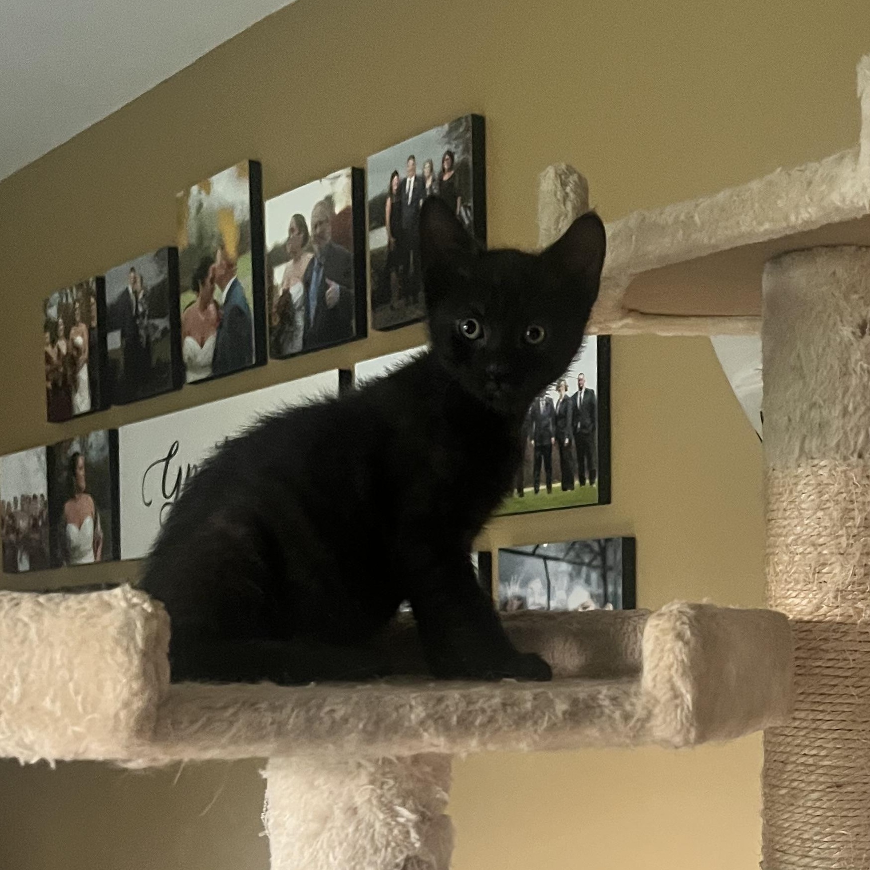 Stormy, ADOPTABLE, Kitten Male Domestic Short Hair.