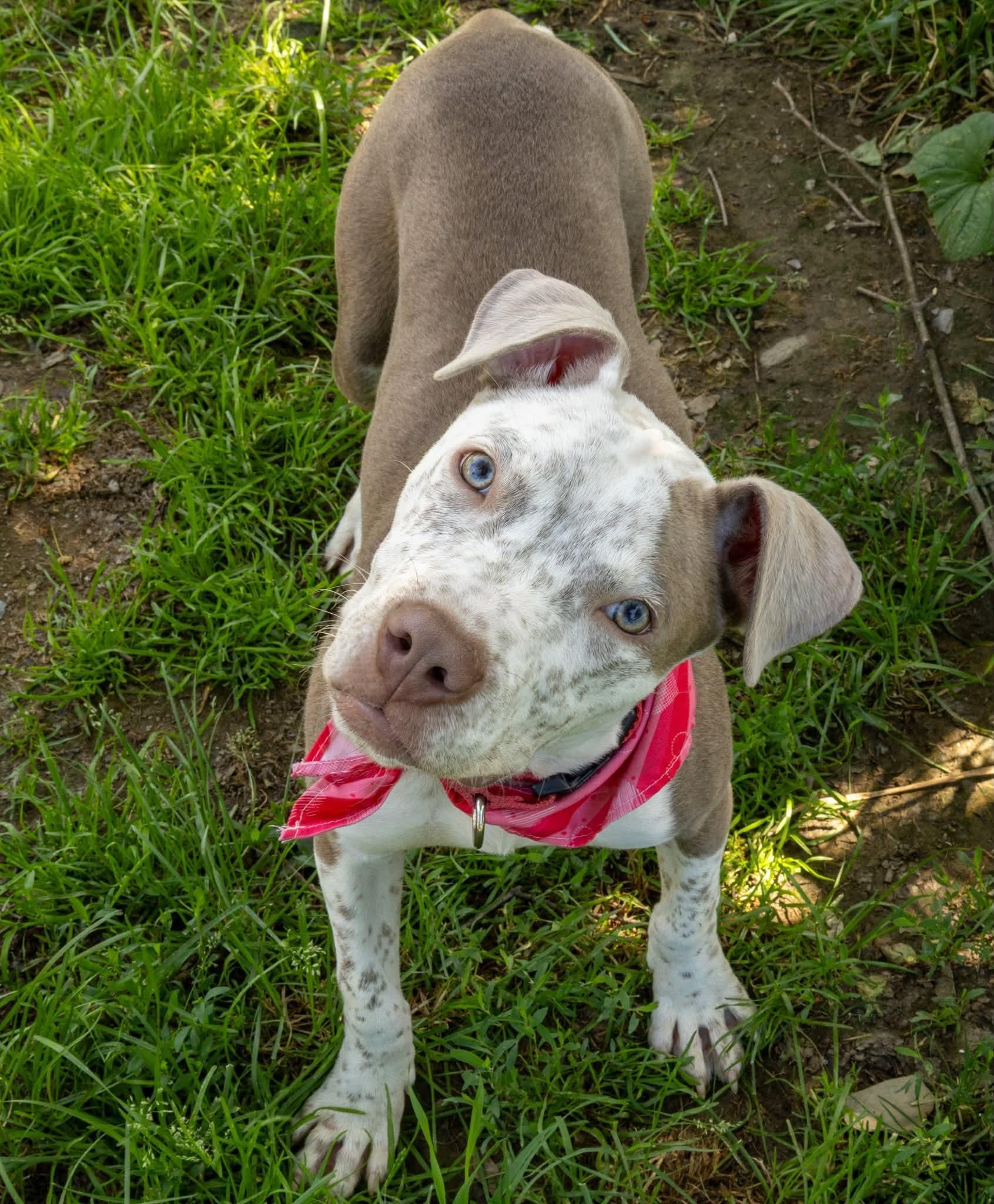 Enlarge Freckles, an adopted Mixed Breed in Argyle, NY image 2/6