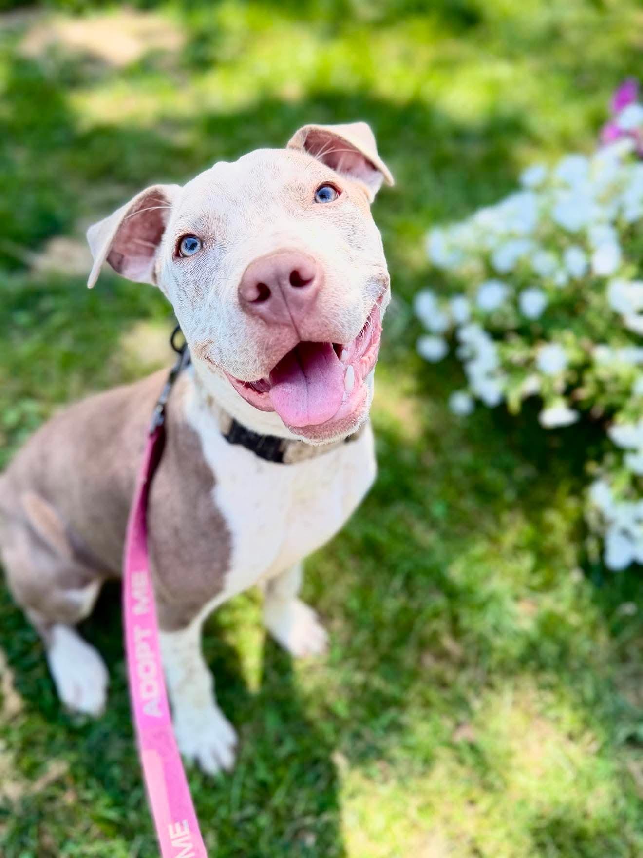 Enlarge Freckles, an adopted Mixed Breed in Argyle, NY image 1/6