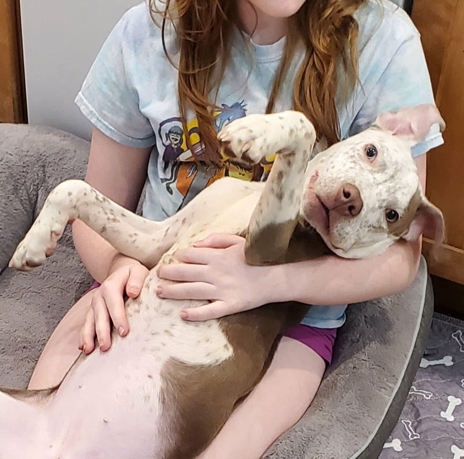 Enlarge Freckles, an adopted Mixed Breed in Argyle, NY image 3/6