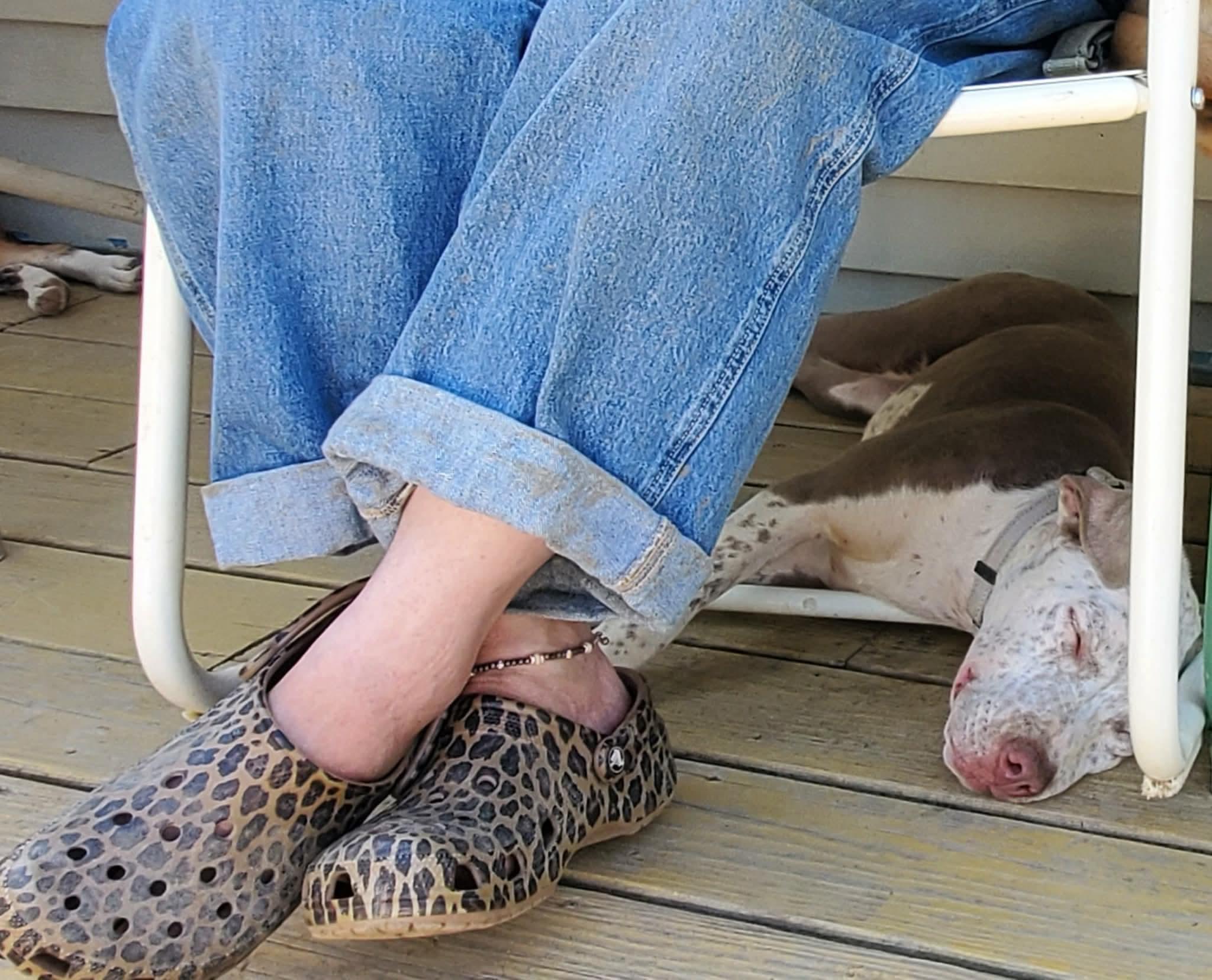 Enlarge Freckles, an adopted Mixed Breed in Argyle, NY image 5/6