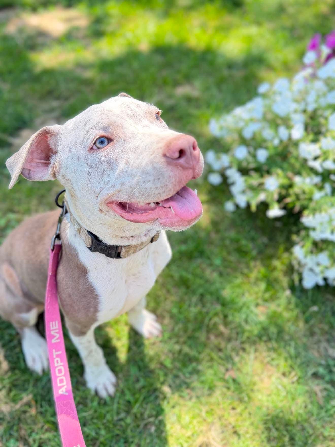 Enlarge Freckles, an adopted Mixed Breed in Argyle, NY image 6/6