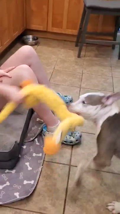 Enlarge Freckles, an adopted Mixed Breed in Argyle, NY video 4/6