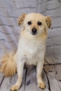 Enlarge Sam 2.0, a Adoptable mixed breed in Dothan, AL image 1/1